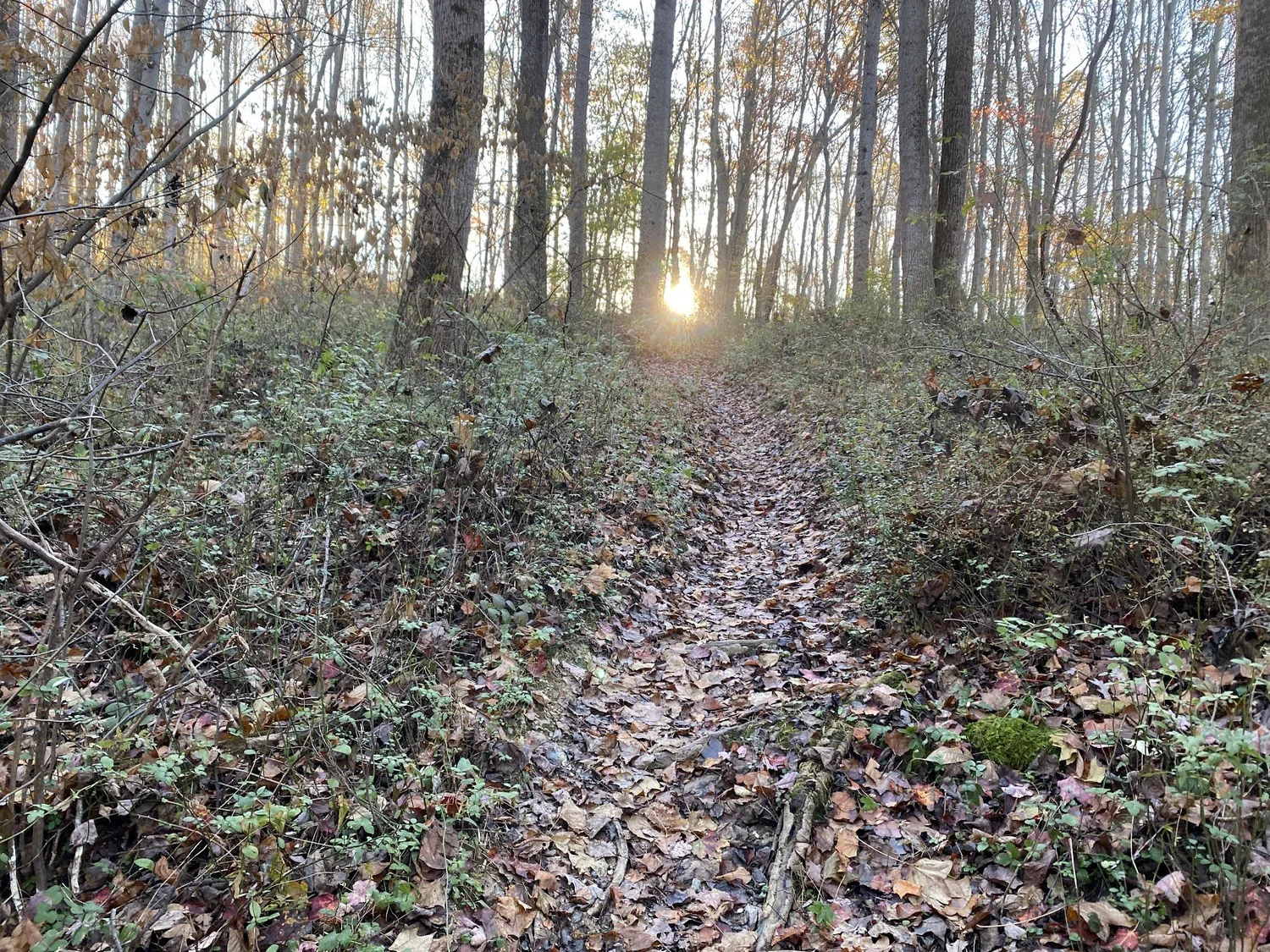 A forest trail covered with fallen leaves during sunset, with tall trees and sunlight shining through the branches.