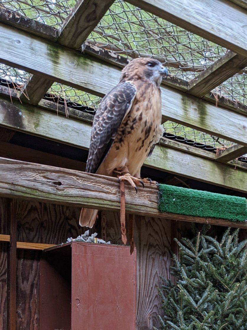 Ranger our Red-tailed hawk perched
