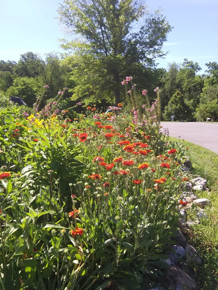 A garden bed with colorful flowers, including red, pink, and purple blooms, along a roadside under a large green tree on a sunny day.