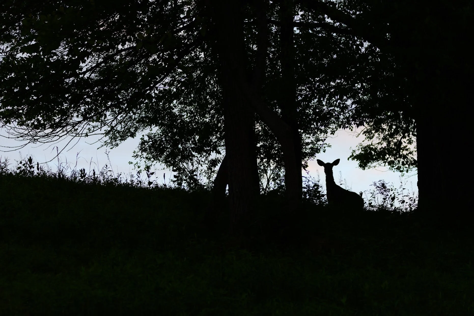 JI deer silhouette.jpg