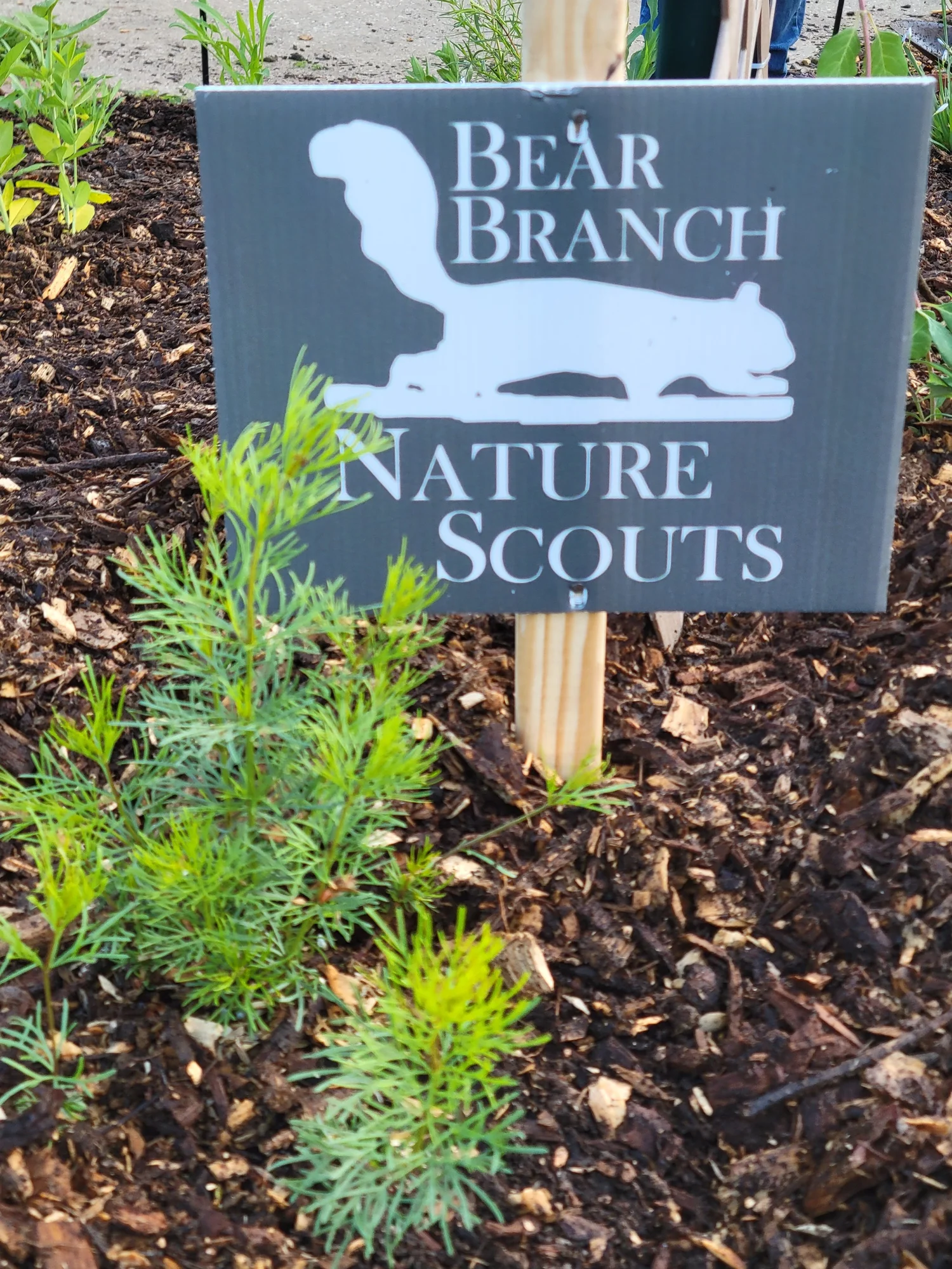 A garden bed with small green plants and a sign that reads 'Bear Branch Nature Scouts' with an illustration of a bear in a relaxed position.