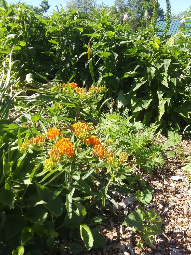 A garden with green leafy plants, including orange flowers in the foreground, and a sunflower plant in the background, with a blue roofed structure partially visible on the right side.