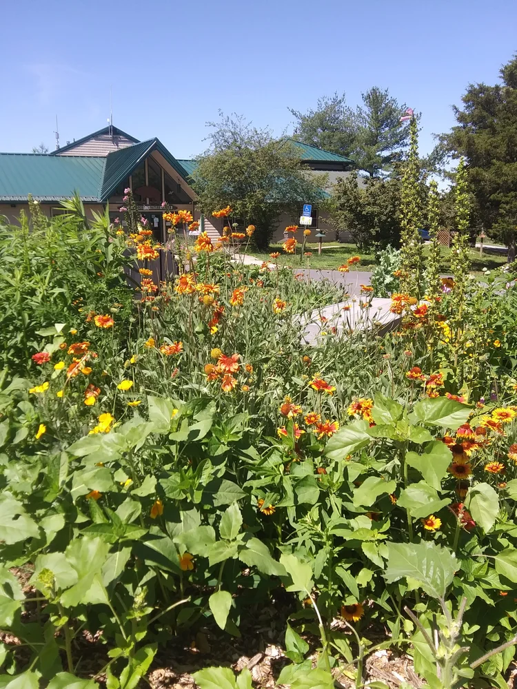 Flower garden with orange and yellow flowers in front of a building with a green metal roof on a sunny day.