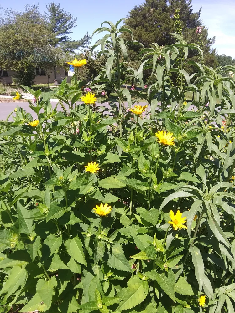 Yellow wildflowers growing among green foliage in a sunny outdoor setting.