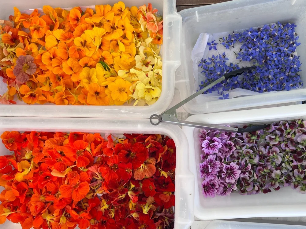 Phoenicia Farmers Market