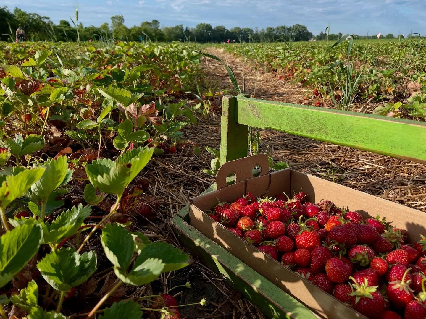 early morning trip for strawberries 🍓 

📍@berryland_abrams_wi 

#summertime #strawberryfields #roadtrip #Wisconsin #supportlocalfarmers #travelWI #exploreyourstate #midwest #Wisconsinlife #midwestliving #summerinWisconsin #strawberryseason #onthefa