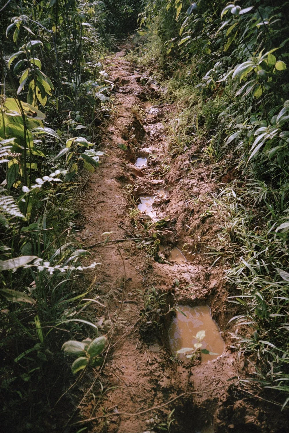 The Trail