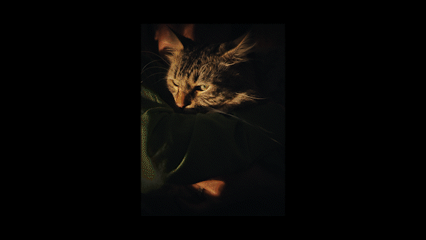couple with cat