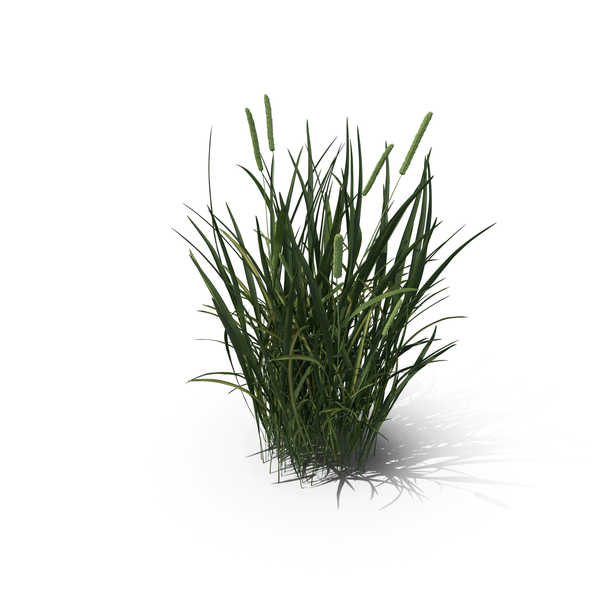 31.png