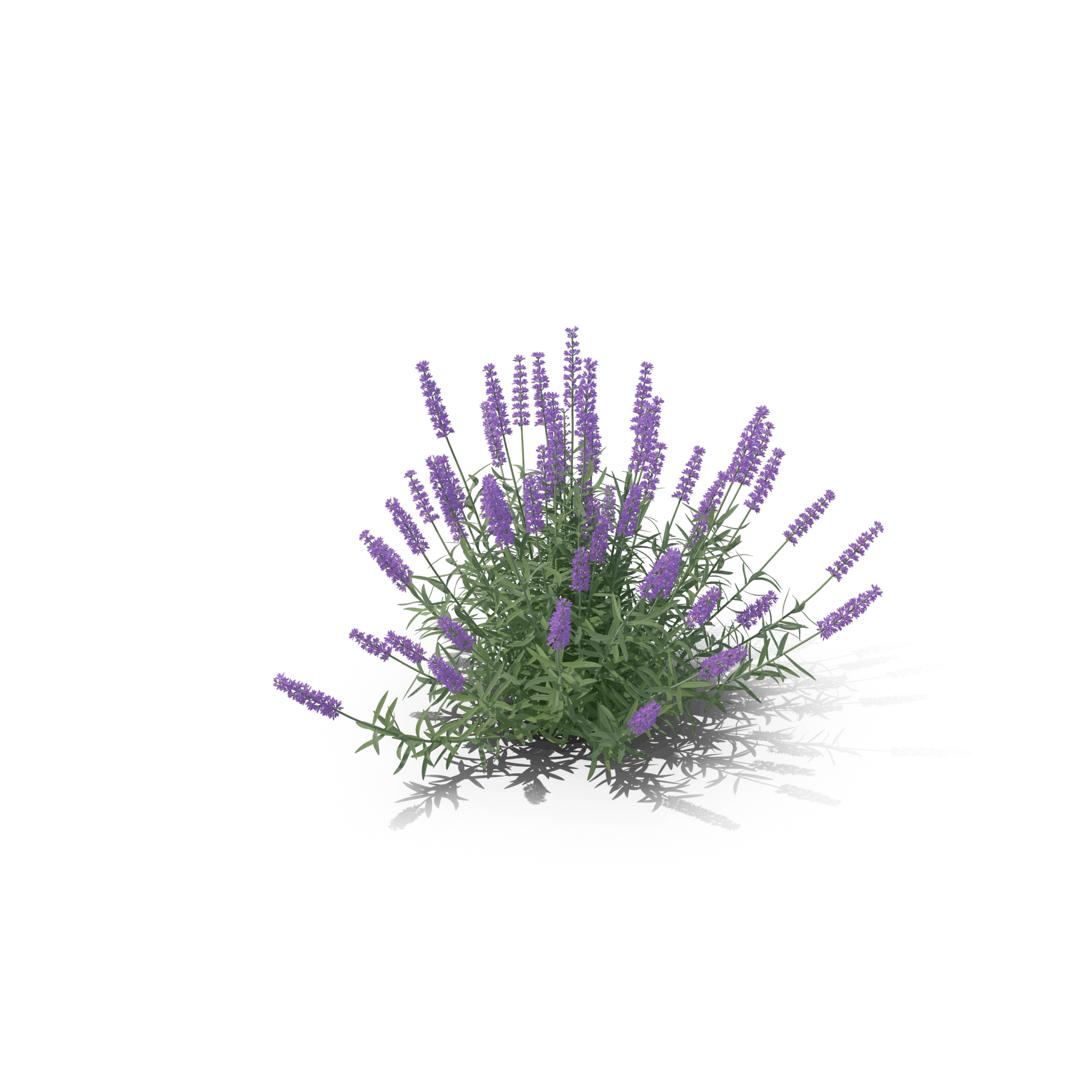 19.png