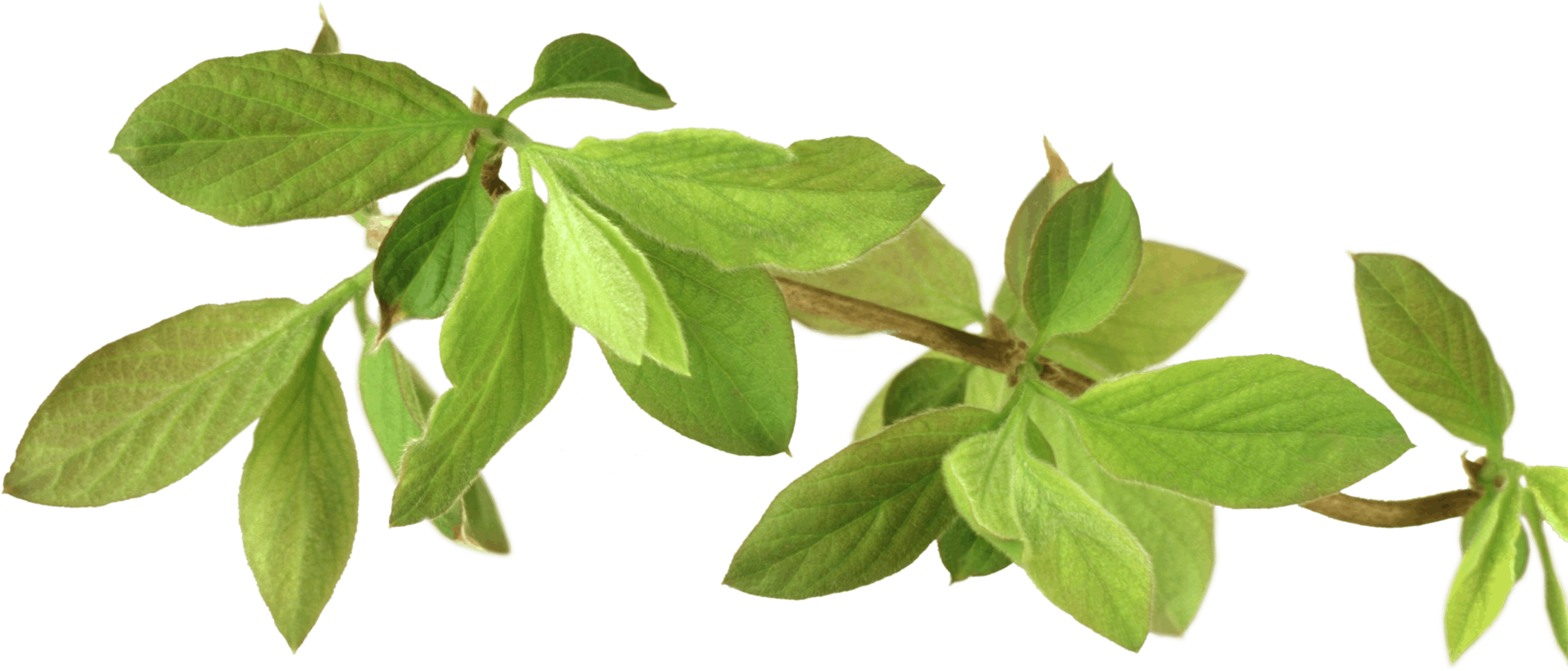 1.png