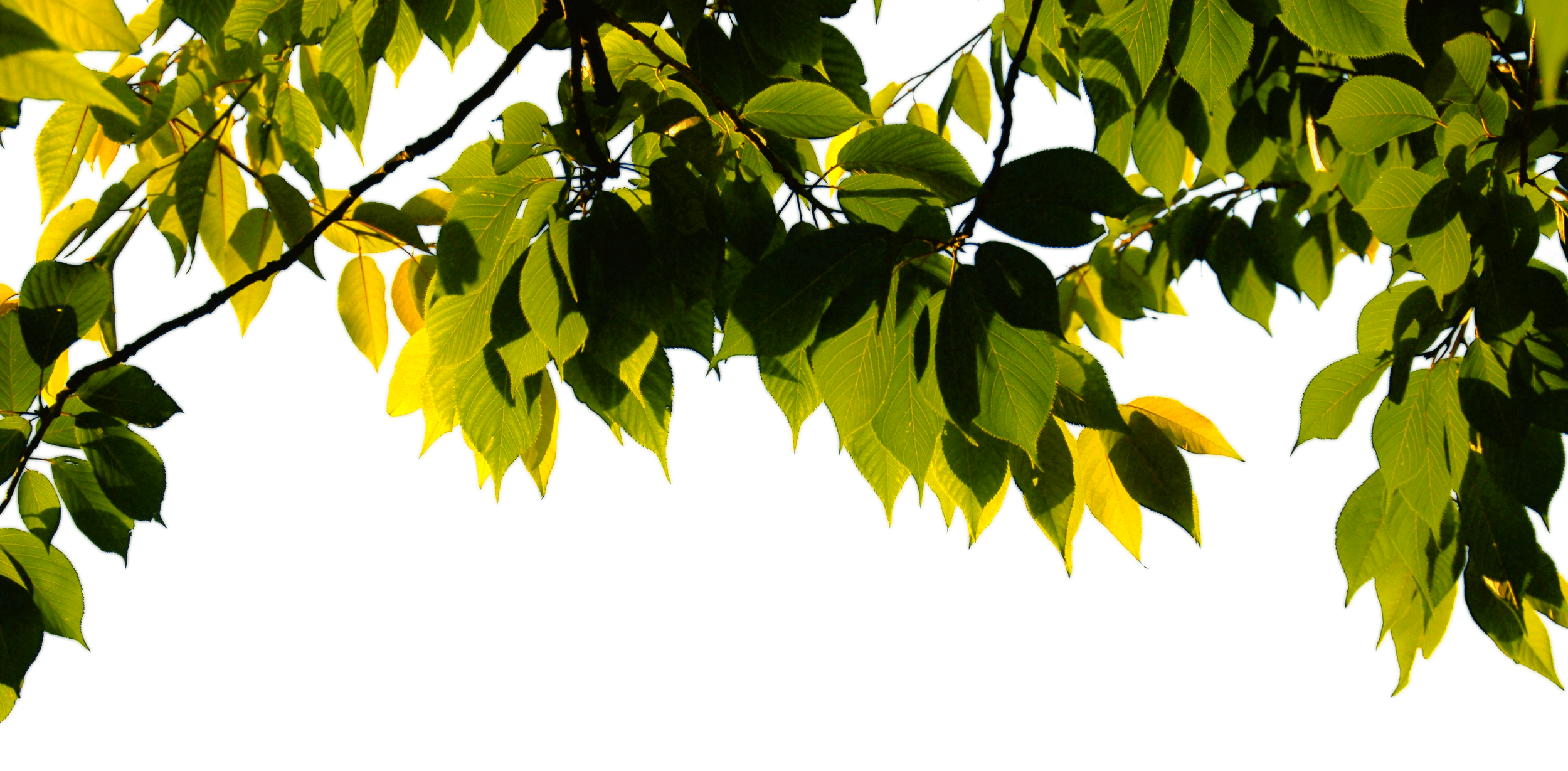 5.png