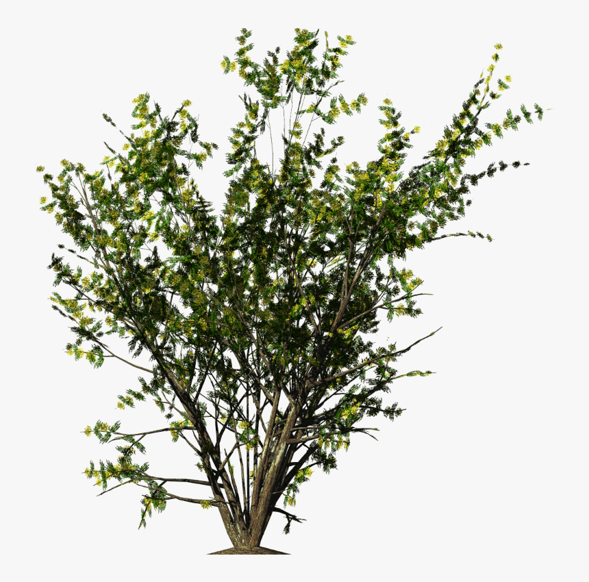 45-452627_bushes-png-download-shrubs-png-transparent-png.png