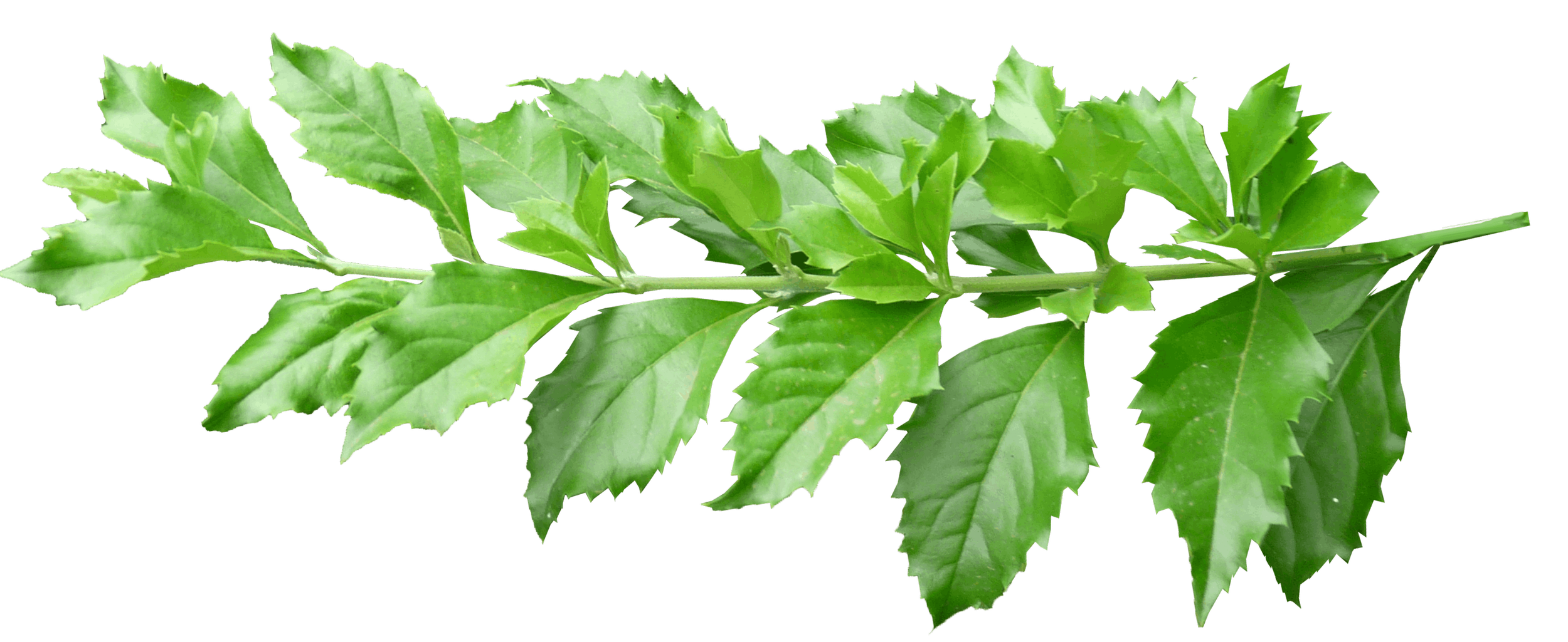 4.png