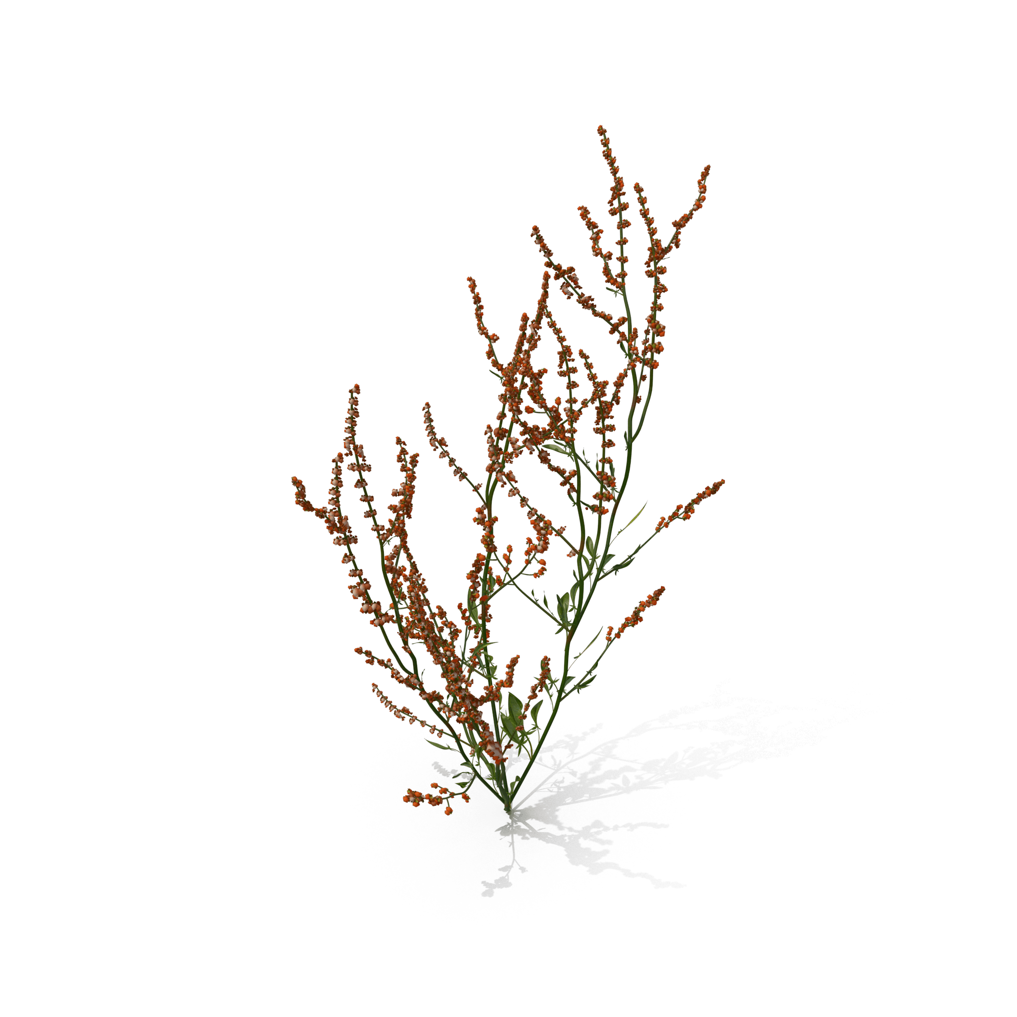 46.png