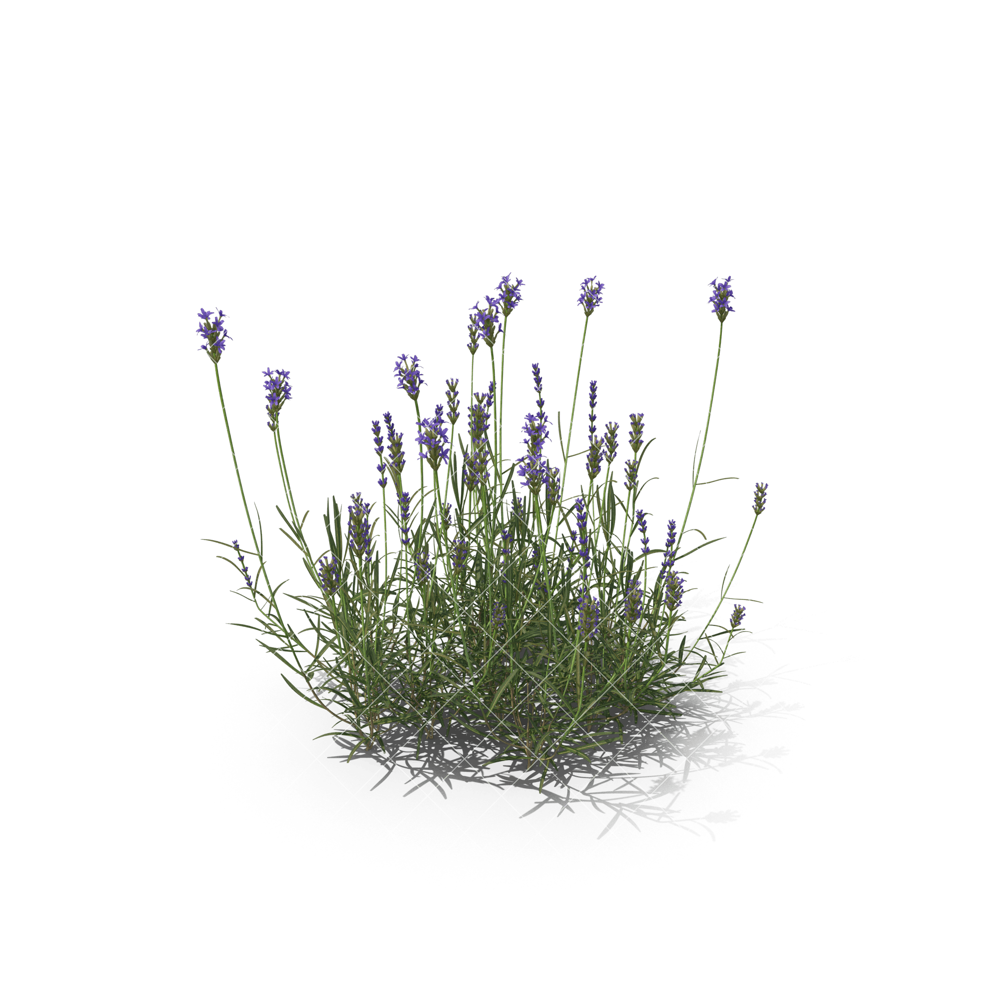 55.png