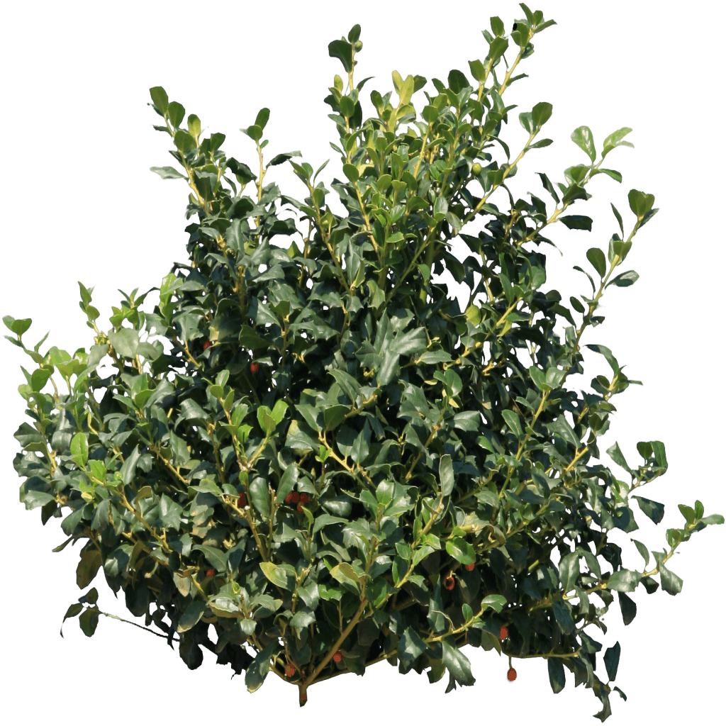 bush_PNG7209.png