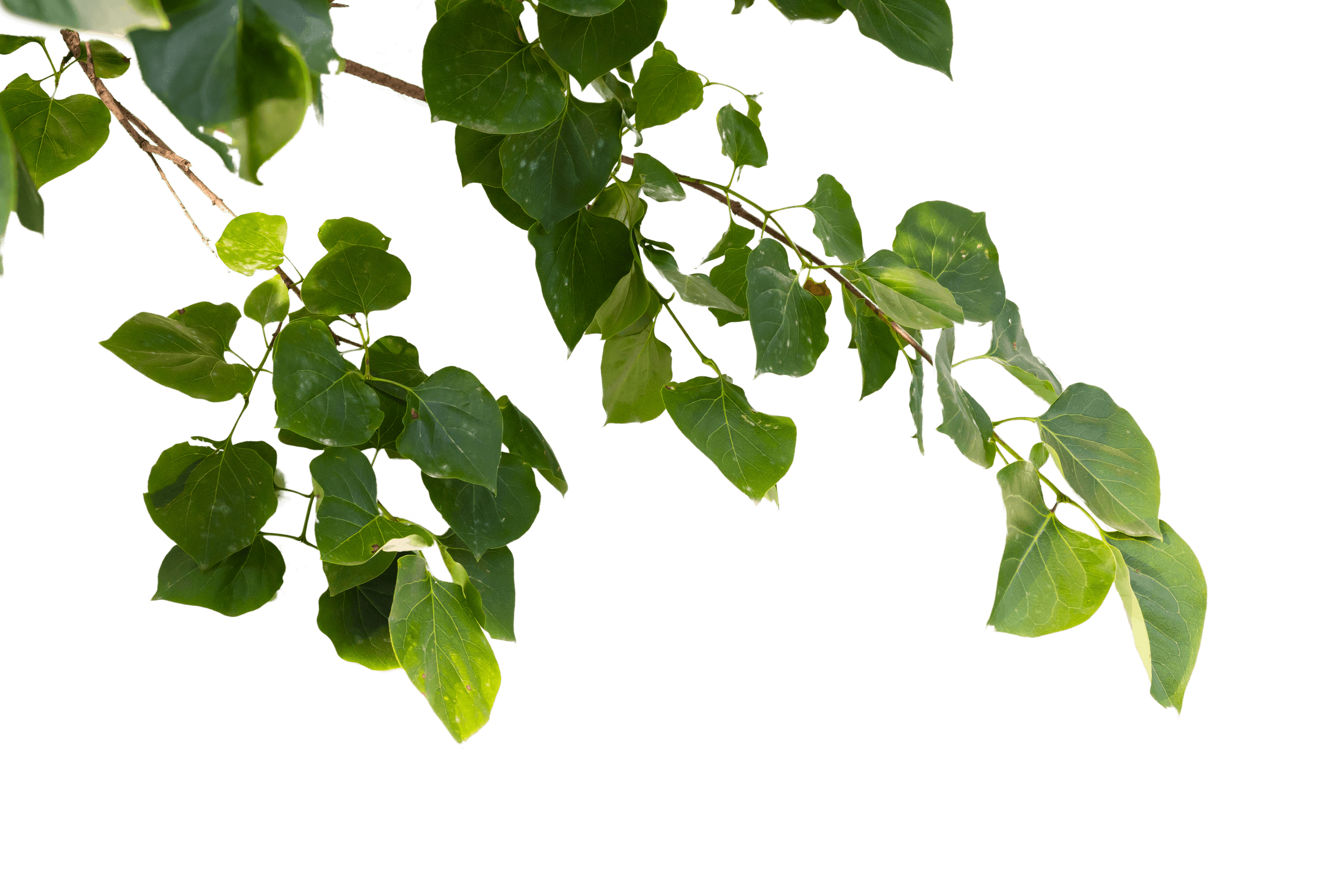 11.png