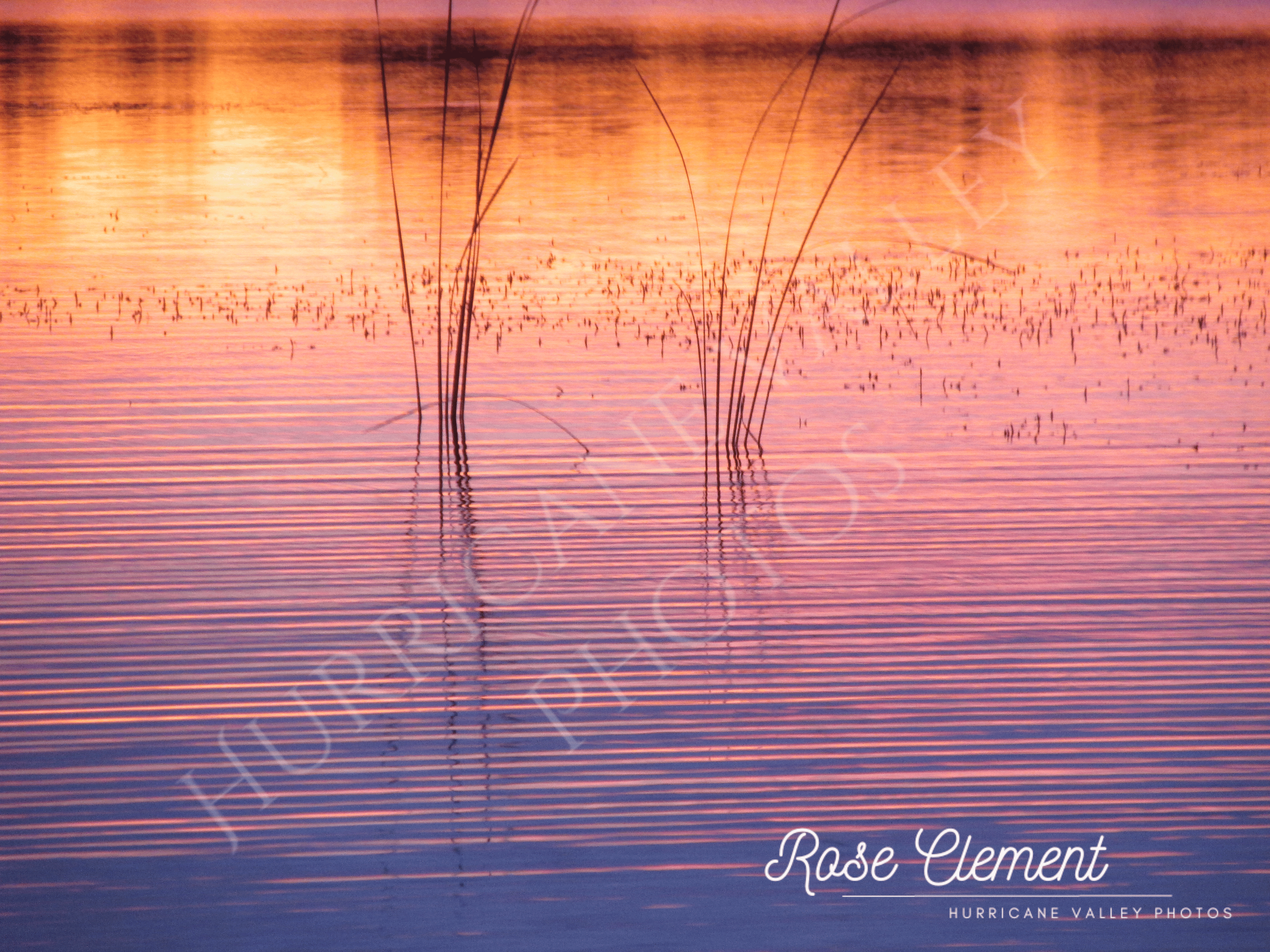sunset reeds+2watermarks.png