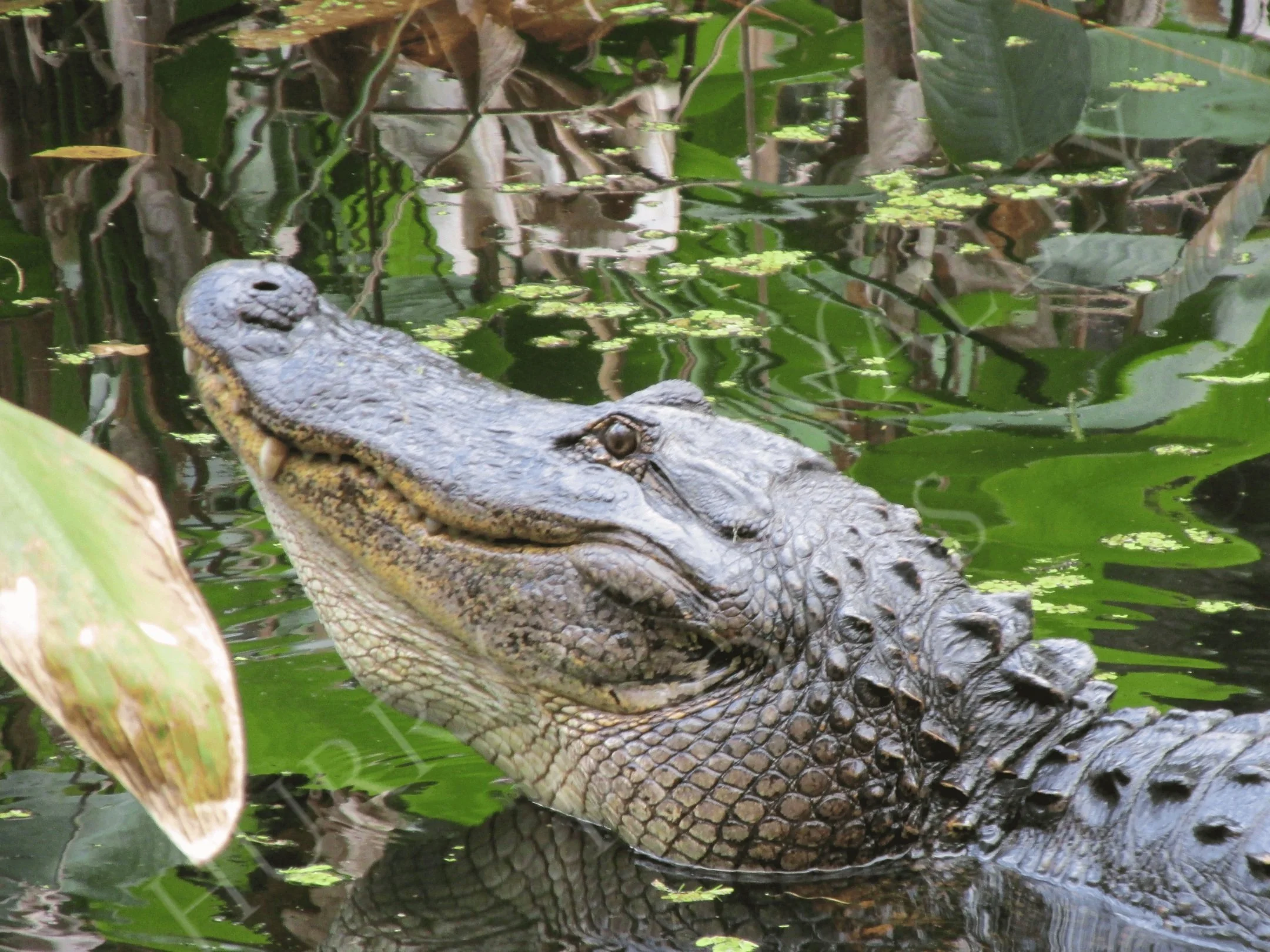 American Alligator (Alligator mississippiensis)