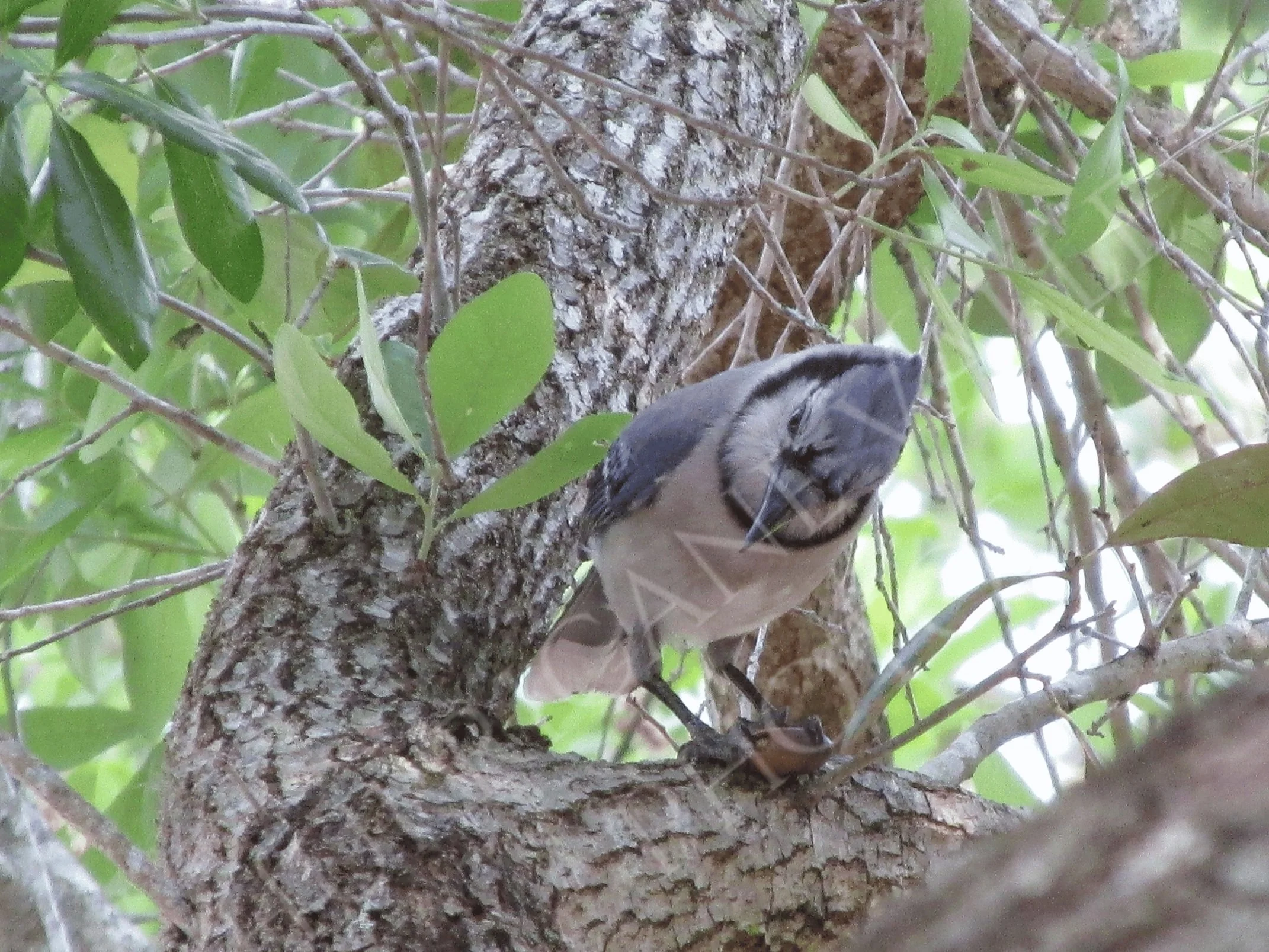 Blue Jay (Cyanocitta cristata)