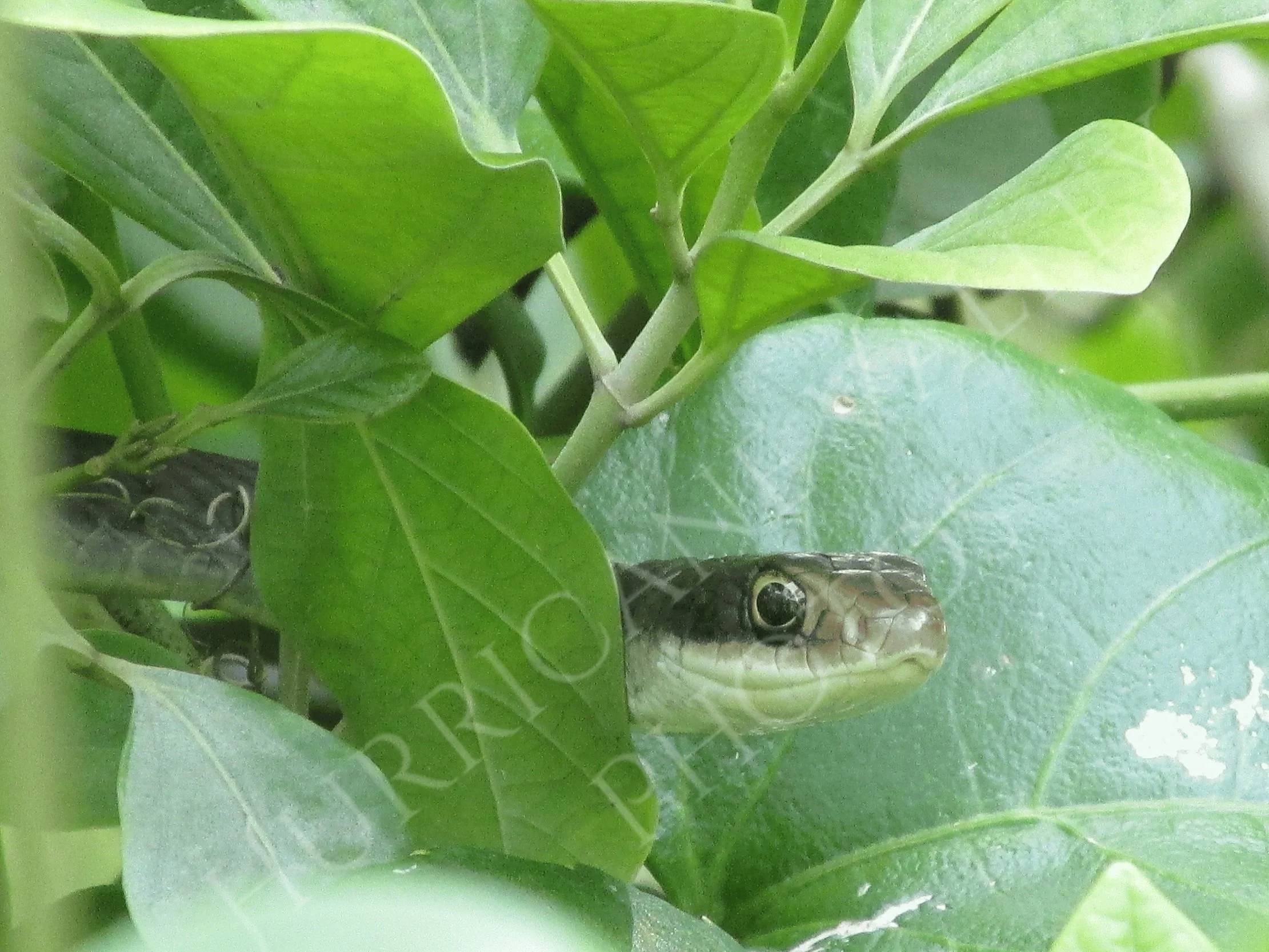 Black racer (Coluber constrictor)