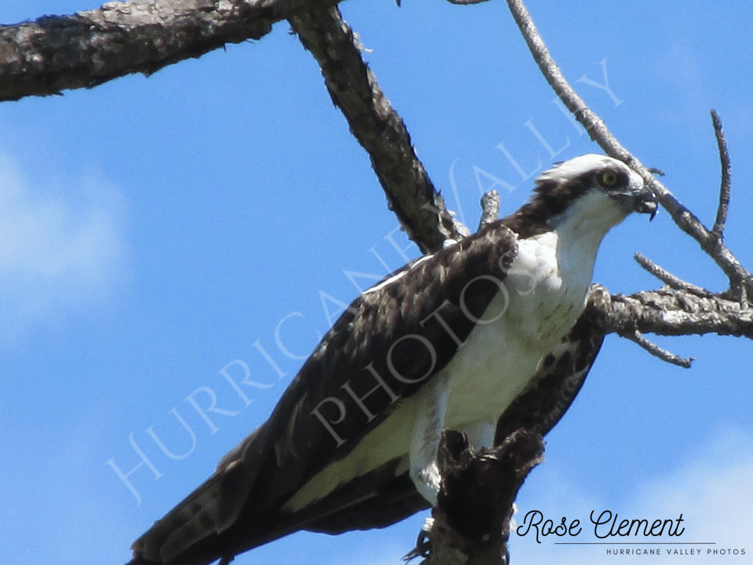 Osprey (Pandion haliaetus)