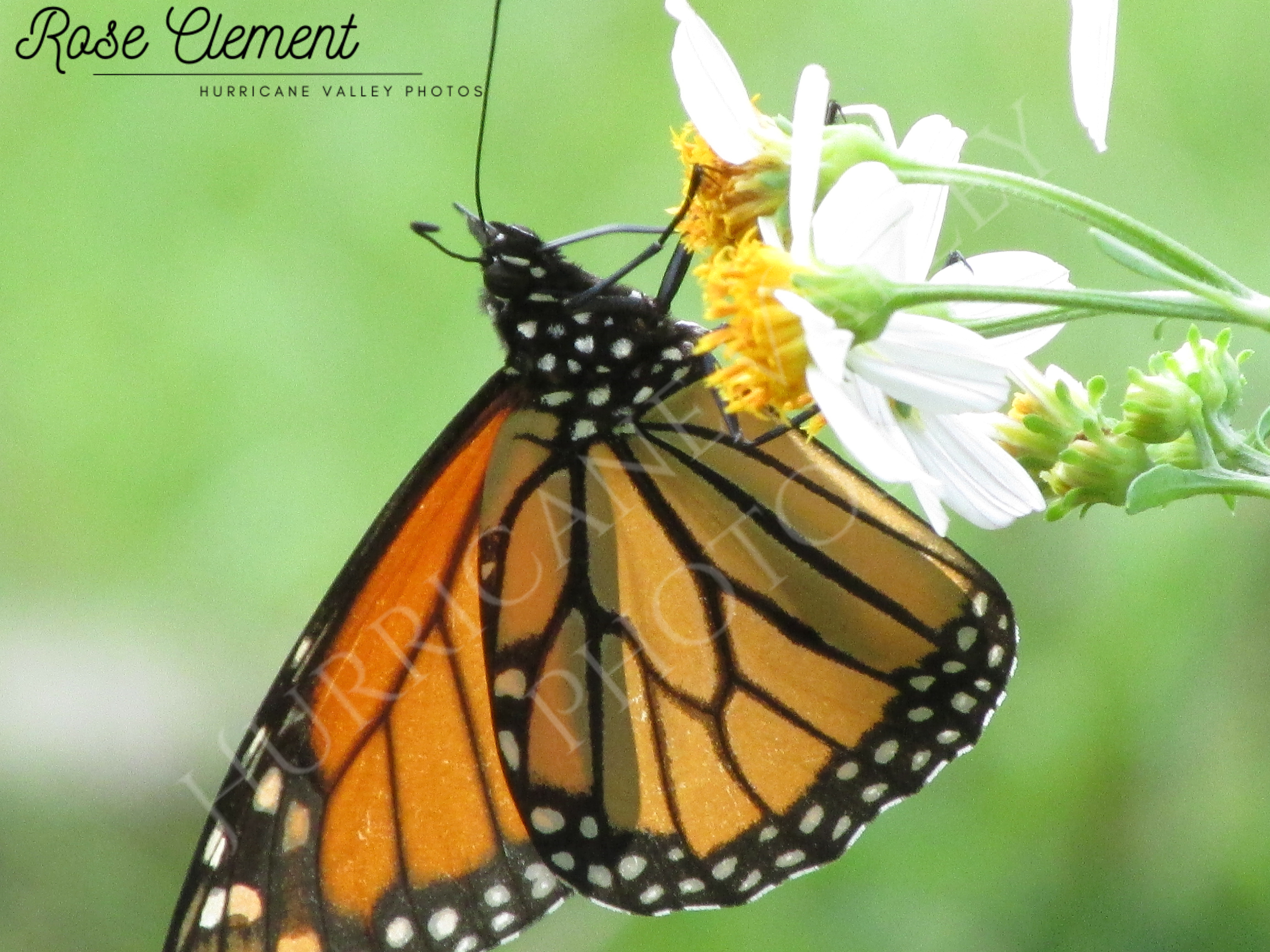 monarch on b alba+2watermarks.png
