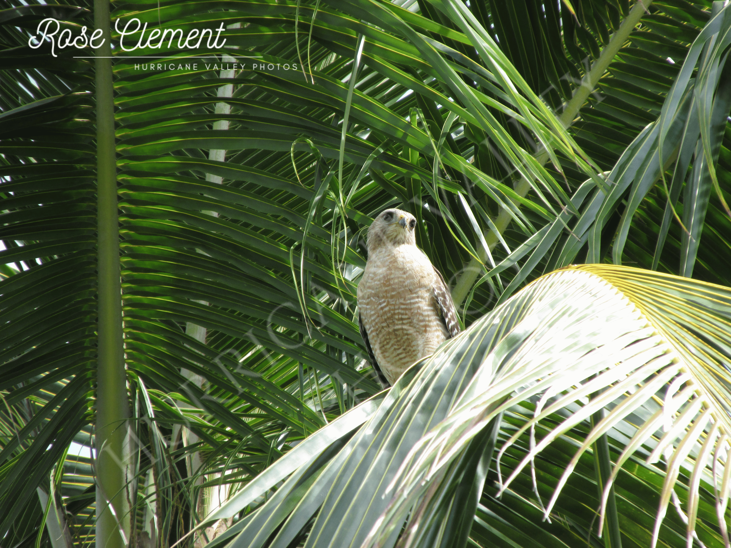 Red-Shouldered Hawk (Buteo lineatus)
