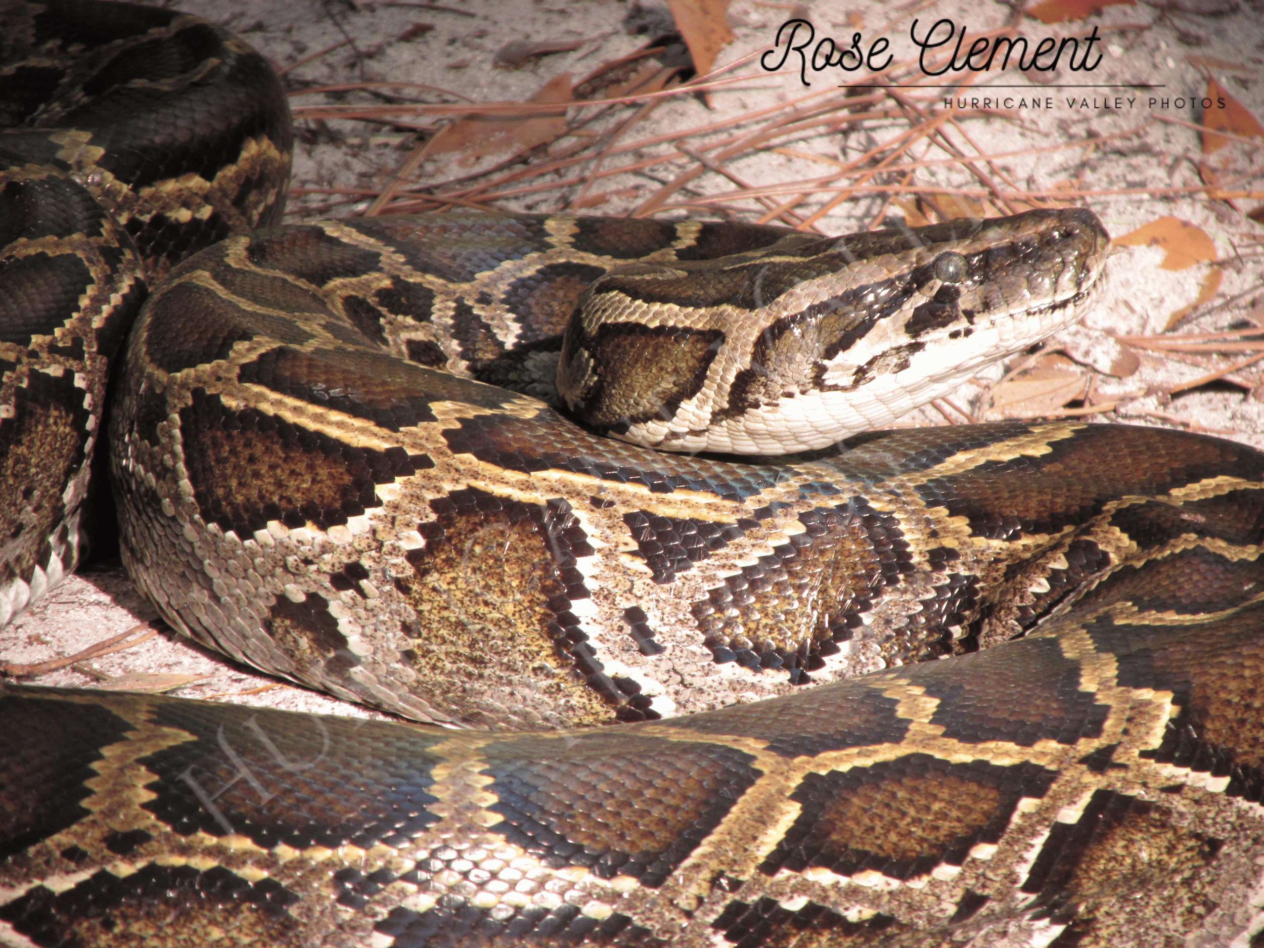 Burmese Python