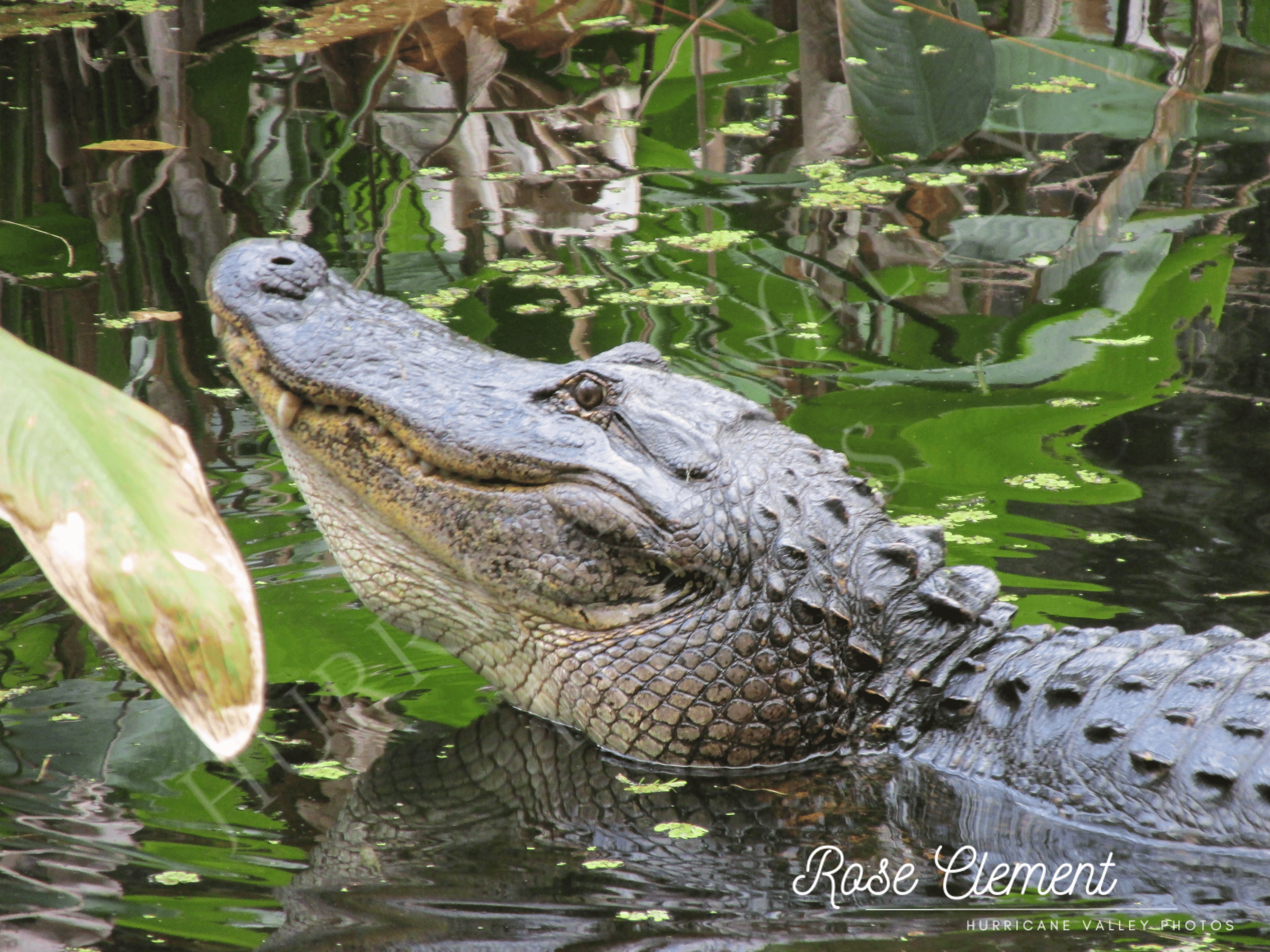 American Alligator (Alligator mississippiensis)