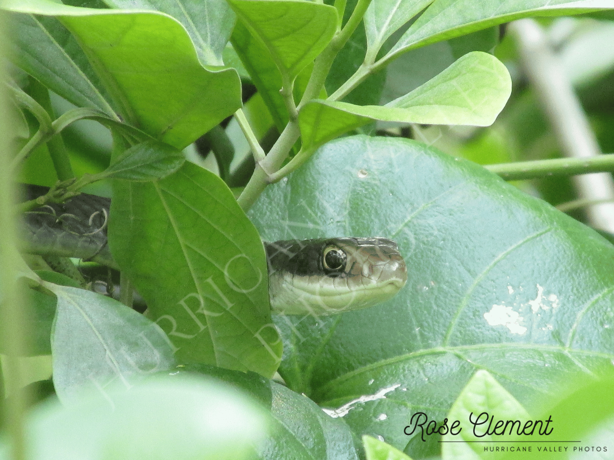 Black Racer (Coluber constrictor)