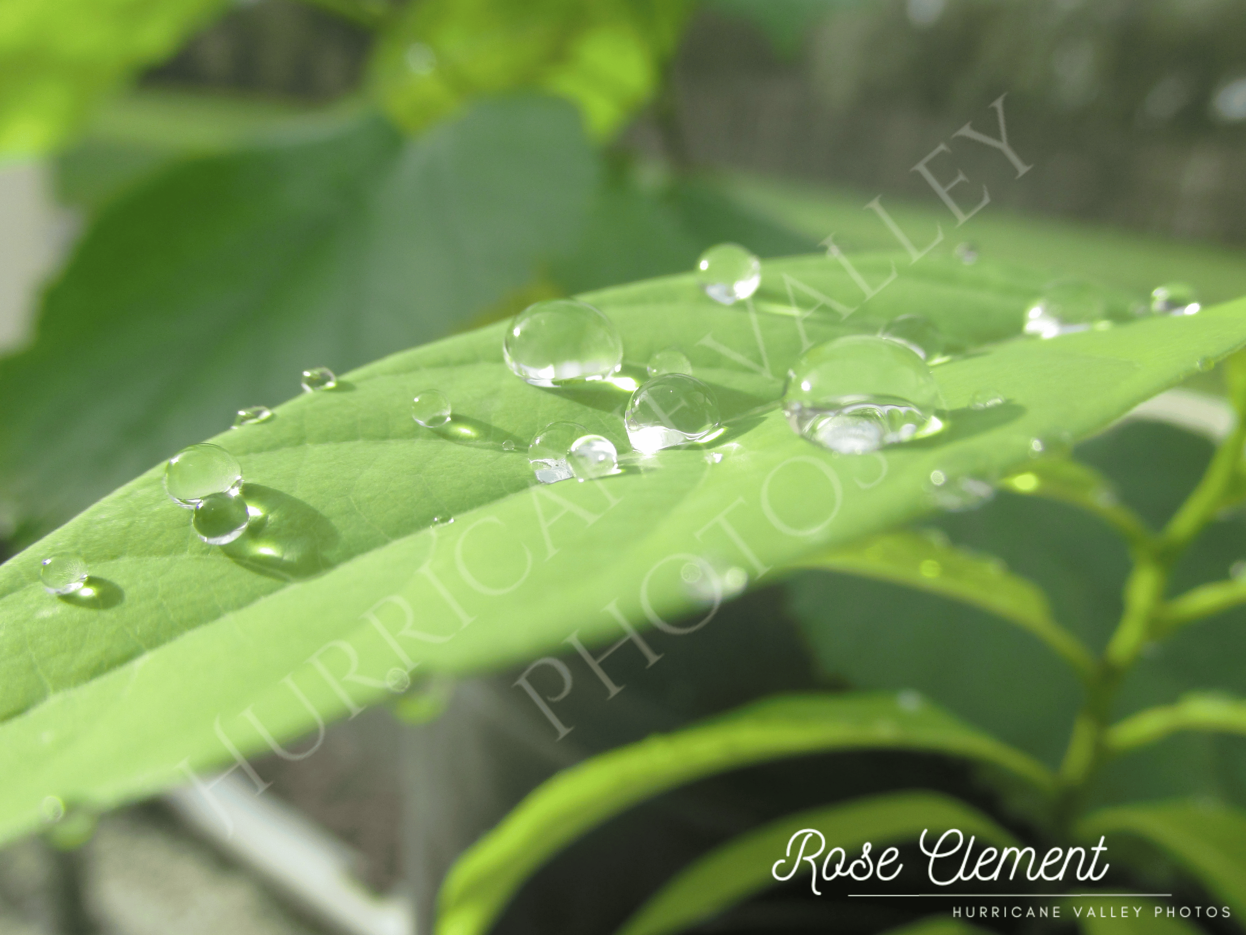 waterdrops on leaf+2 watermarks.png