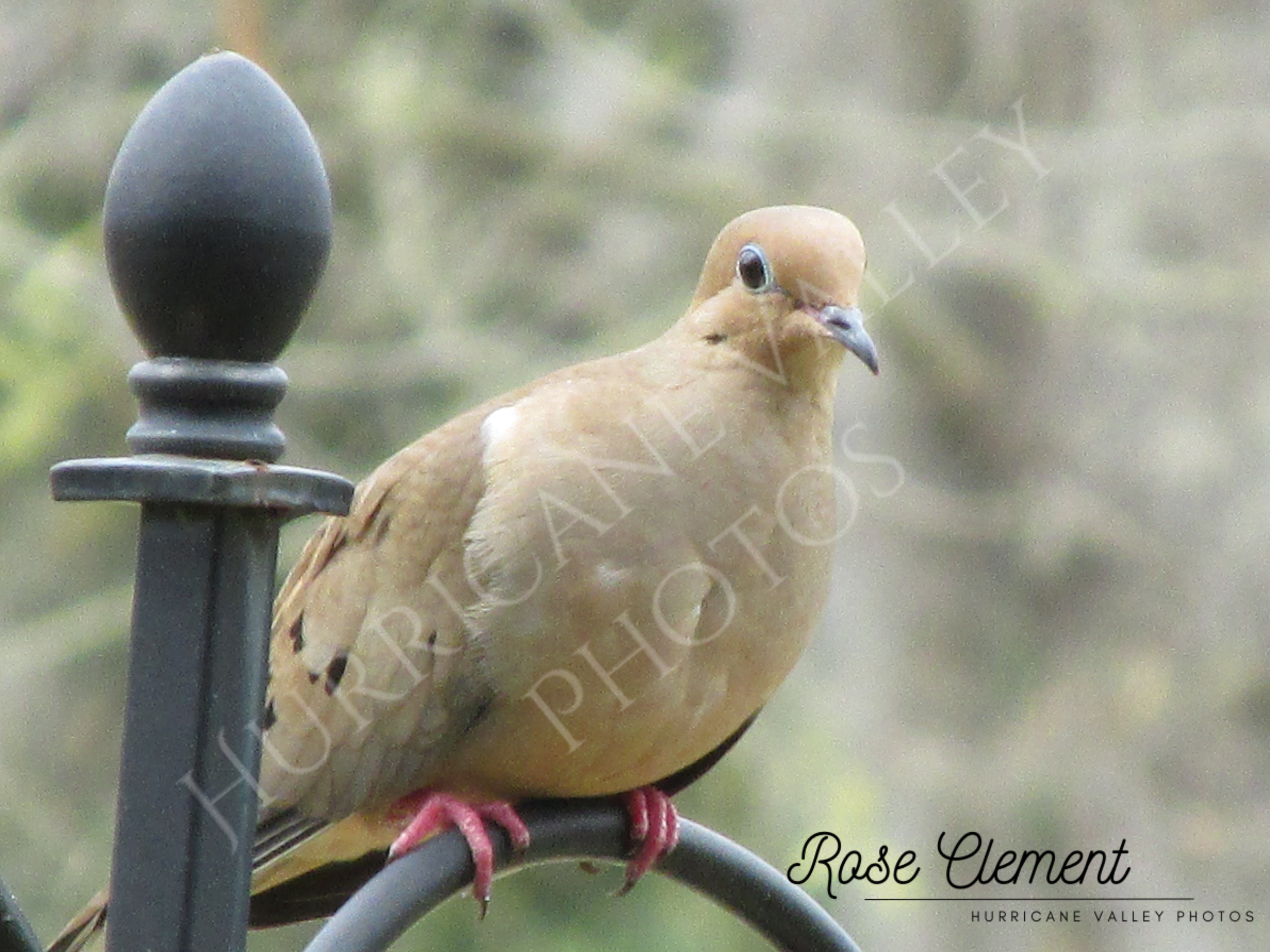 mourning dove+2watermarks.png