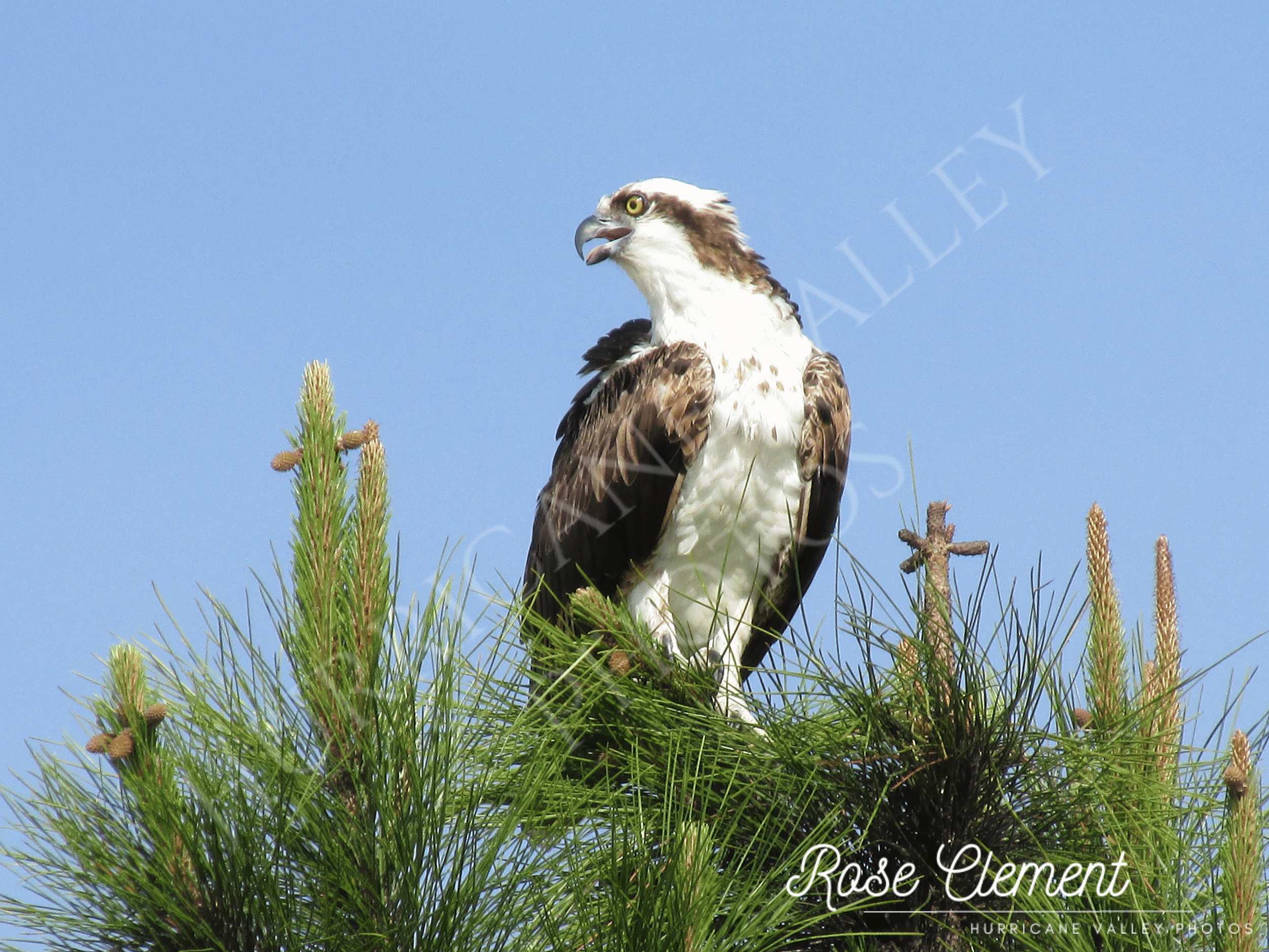 osprey on pine+2 watermarks.png