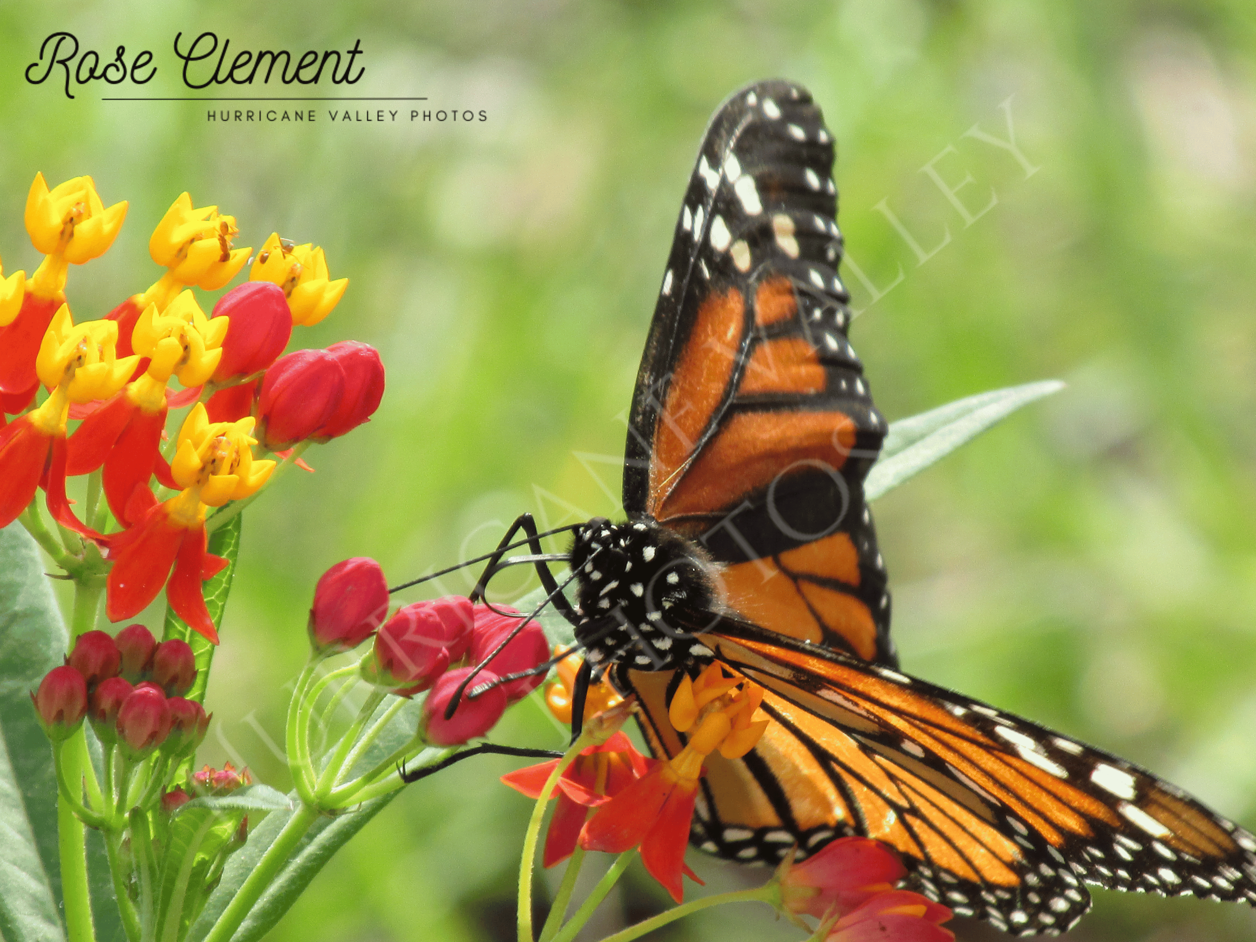 monarch on milkweed+2watermarks cmpress.png