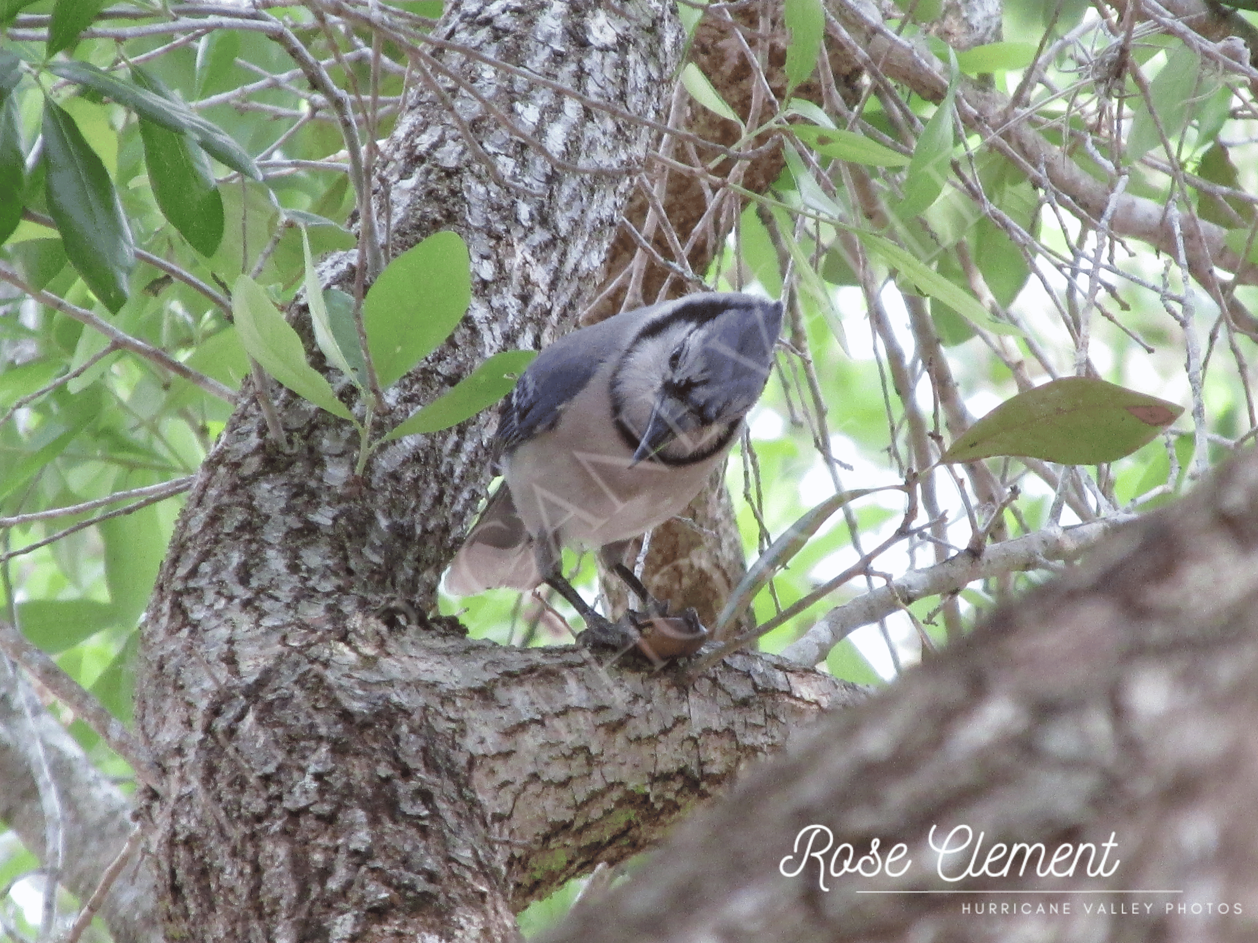 Blue Jay (Cyanocitta cristata)