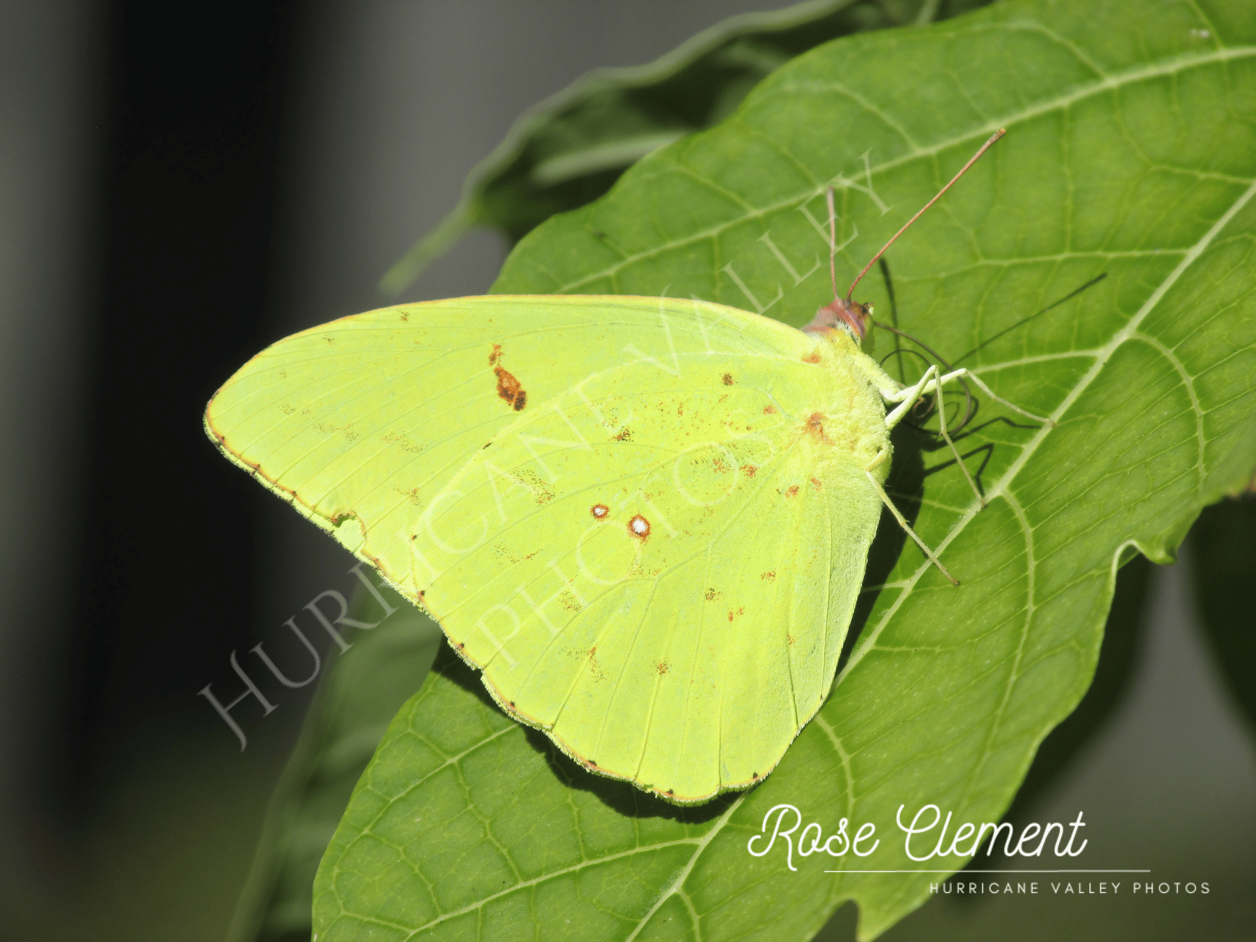 Cloudless Sulphur Butterfly