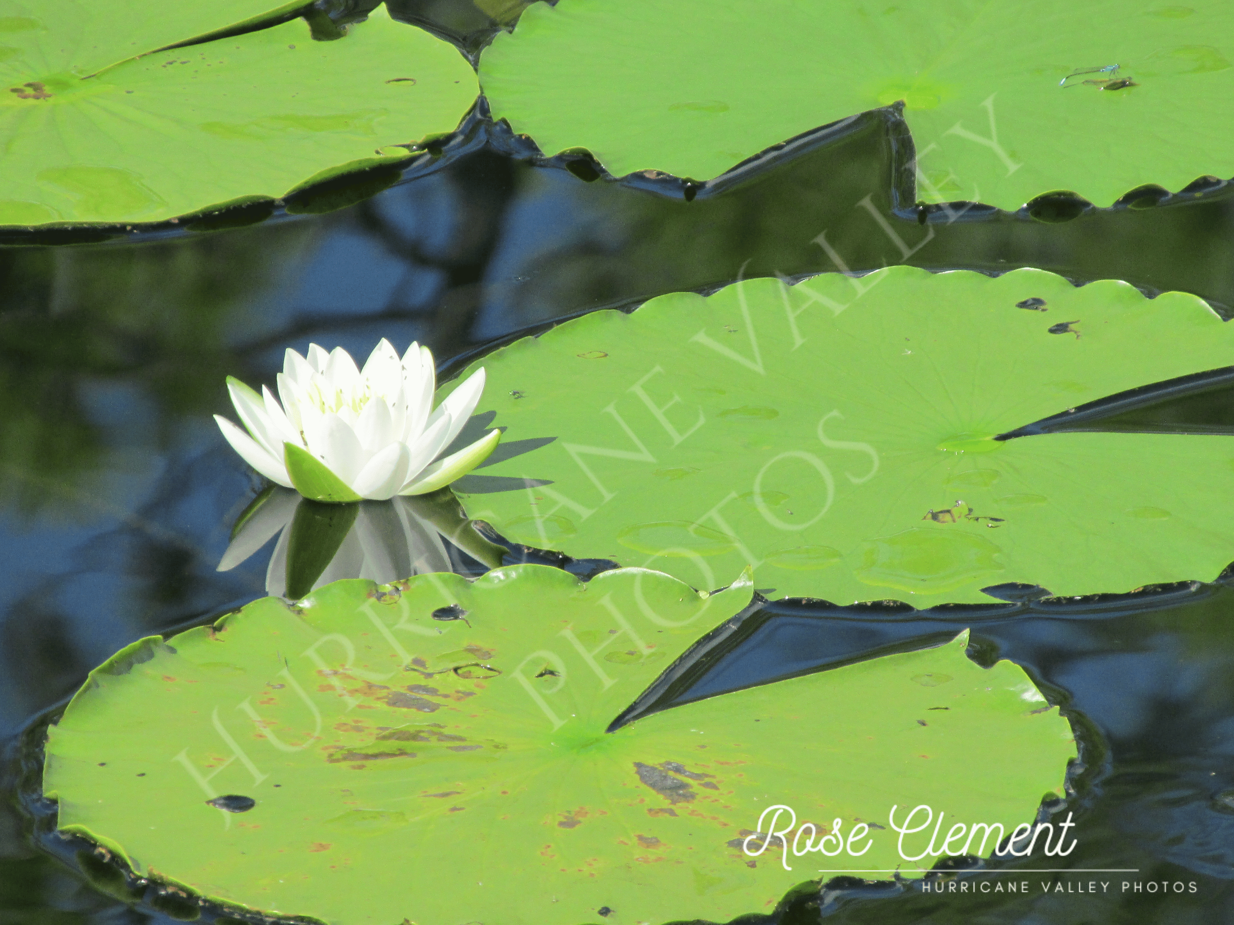 waterlily+2watermarks.png