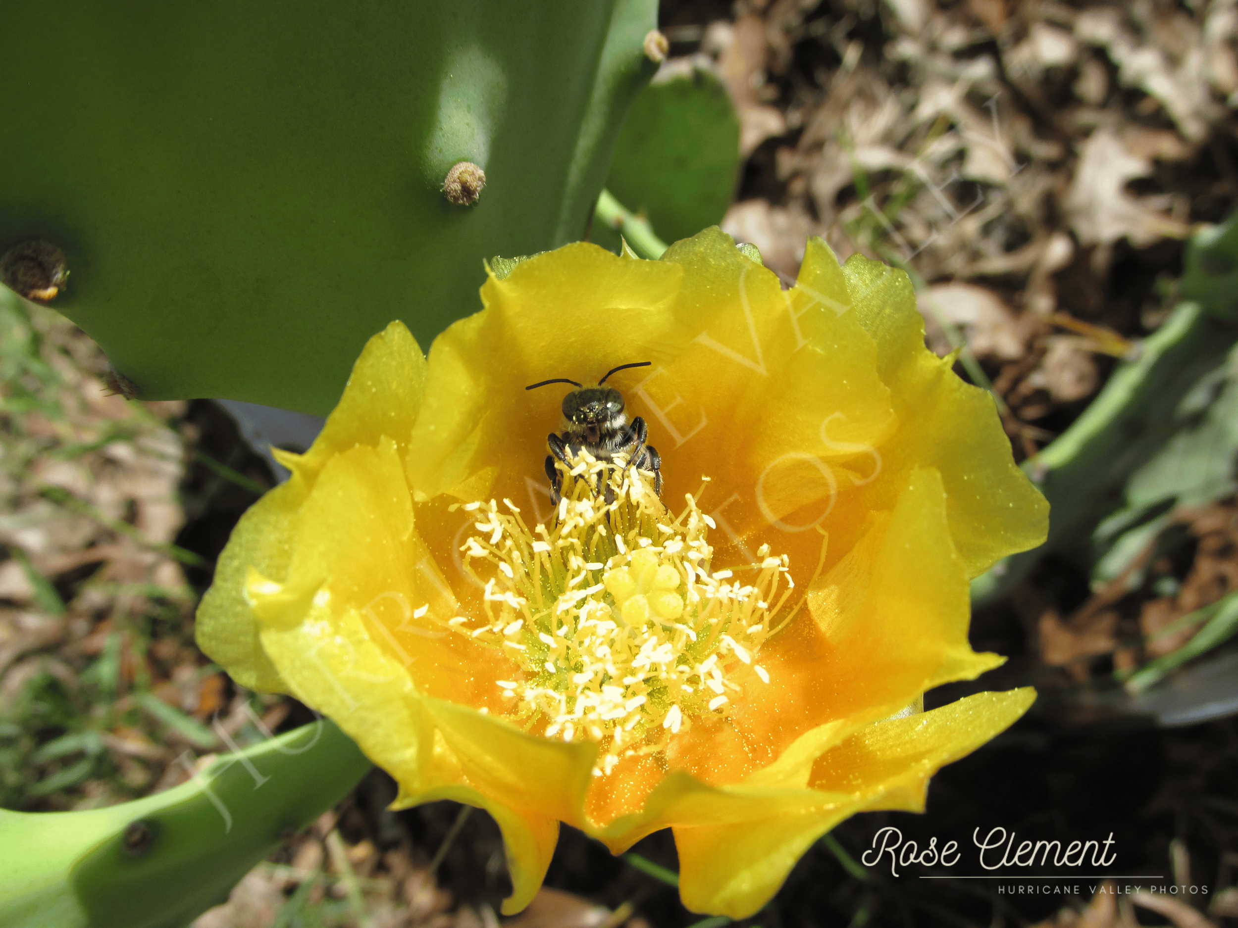 Bee in Nopal flower