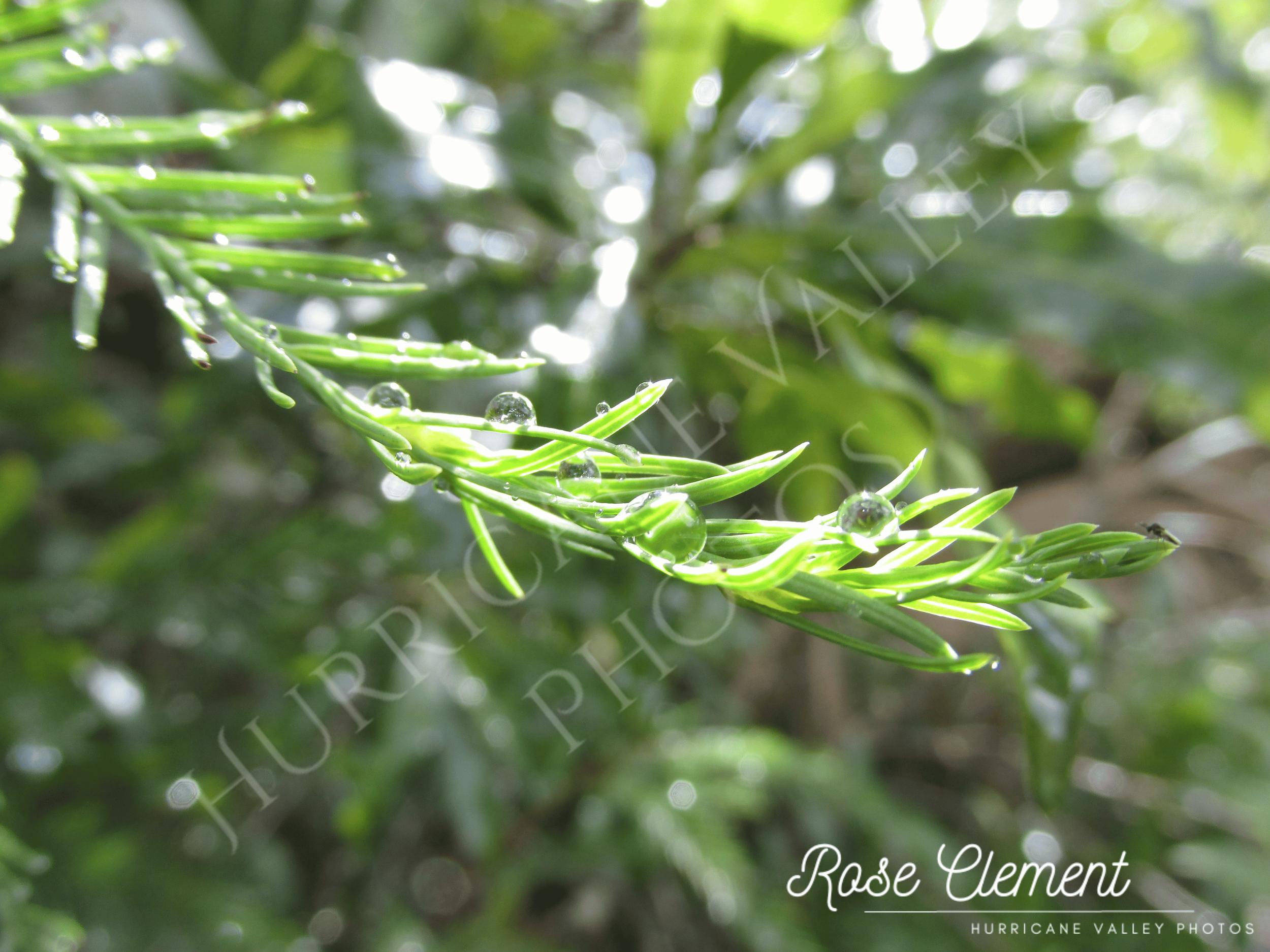 cypress waterdrop+2 watermarks.png