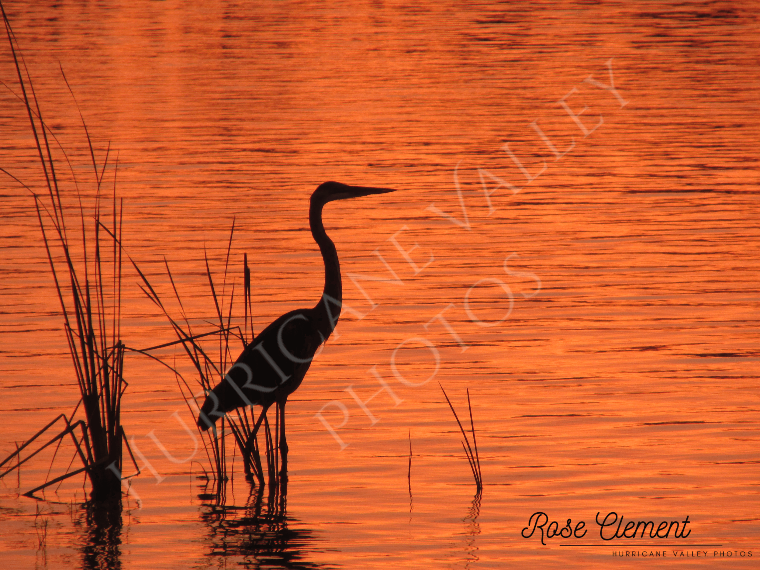 sunset heron+2watermarks.png
