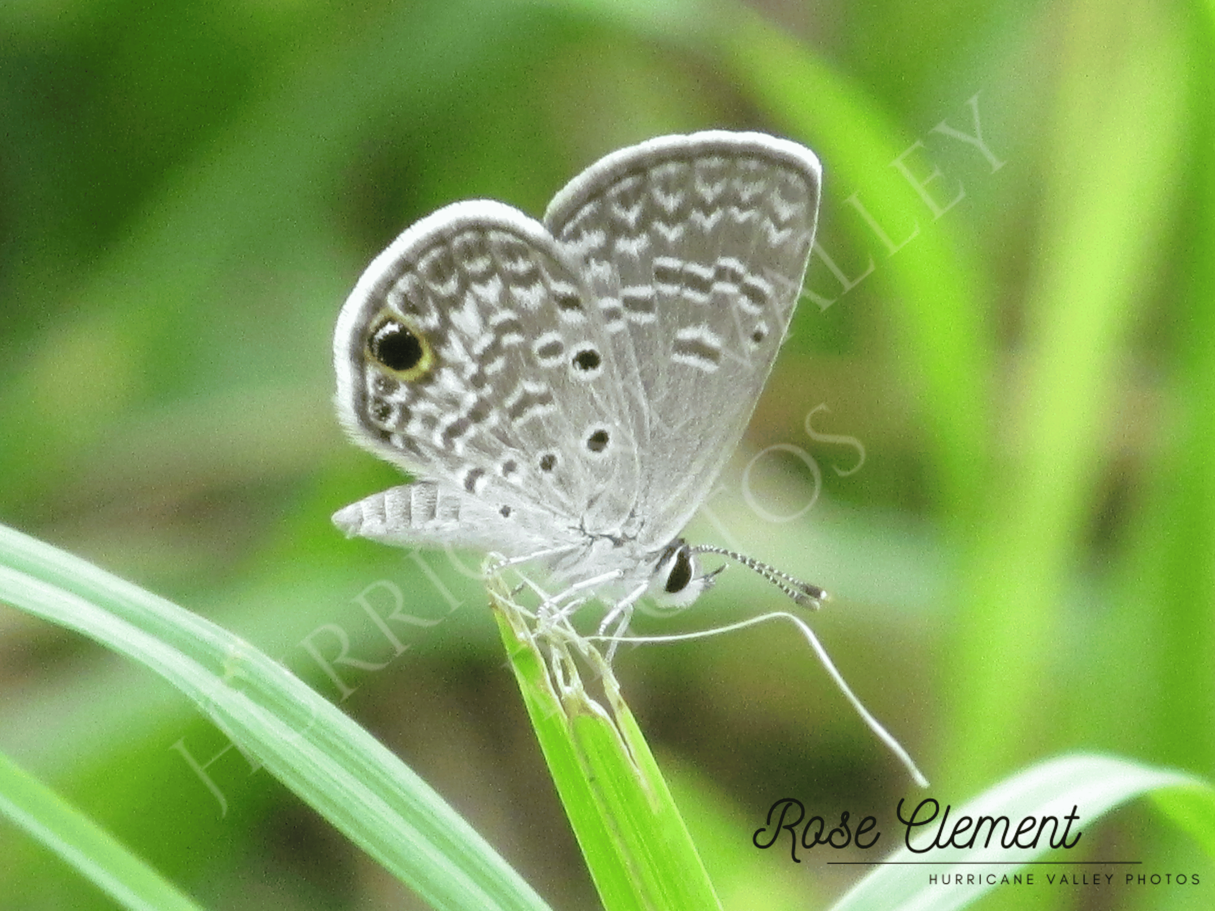 blue butterfly+2watermarks compress.png