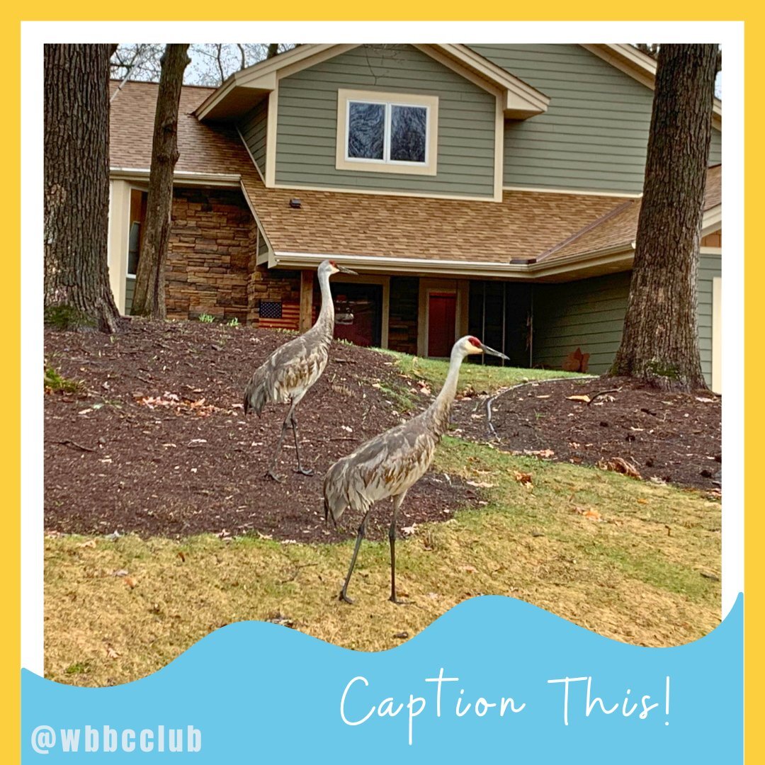 CAPTION THIS!

Member Abbi Wittman shared this photo with us along with the following, &quot;New neighbors in the 'hood&quot;

Two Sandhill Cranes walking in a neighbor's yard along First Street on Thursday, April 20, 2023.