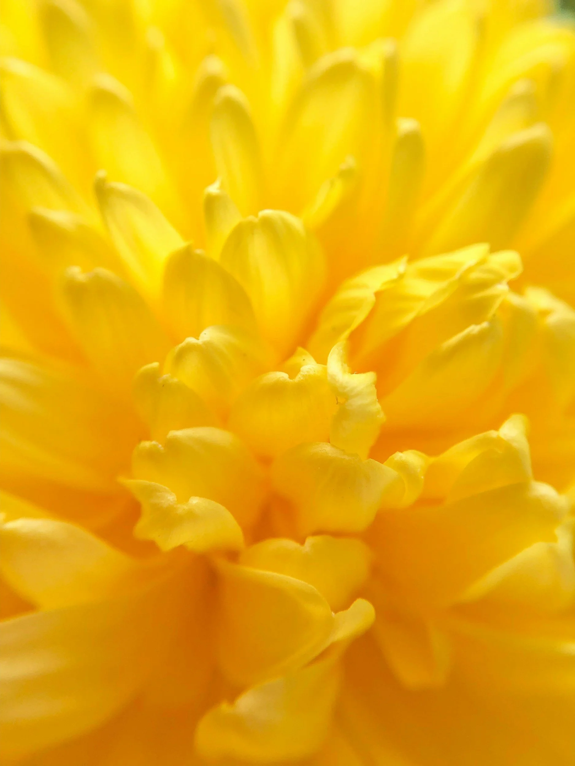 Close-up of a yellow flower with detailed petals.