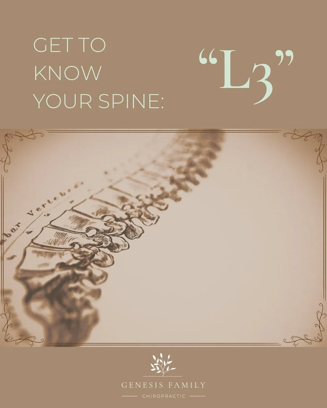 🦴✨ L3: Stability Meets Power &amp; Autonomic Balance ✨🦴

Your L3 vertebra is a central pillar in the lumbar spine&mdash;bearing weight, absorbing forces, and protecting the L3 nerve roots as they branch out to fuel movement and sensation.

⚡ L3 Ner
