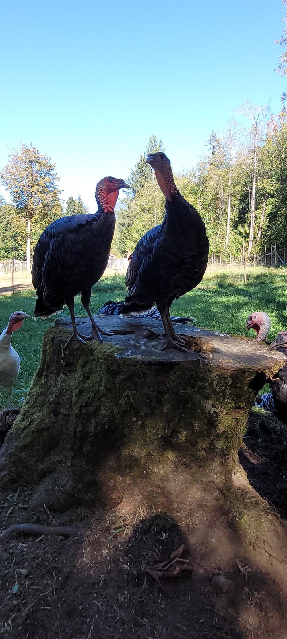 Turkeys on stump 2.jpg