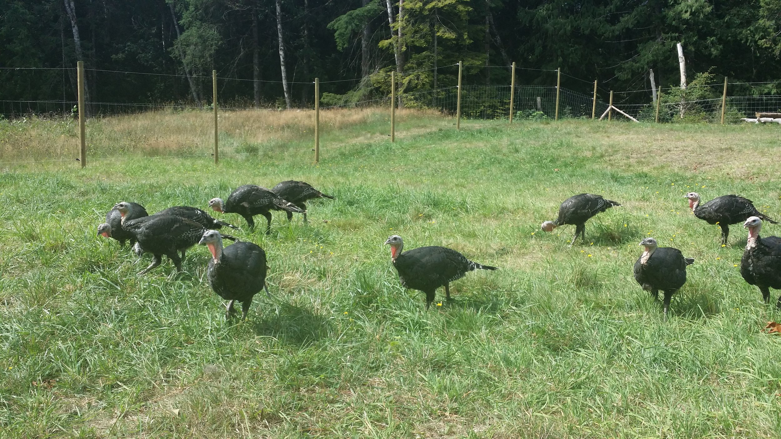 Turkeys 3.jpg