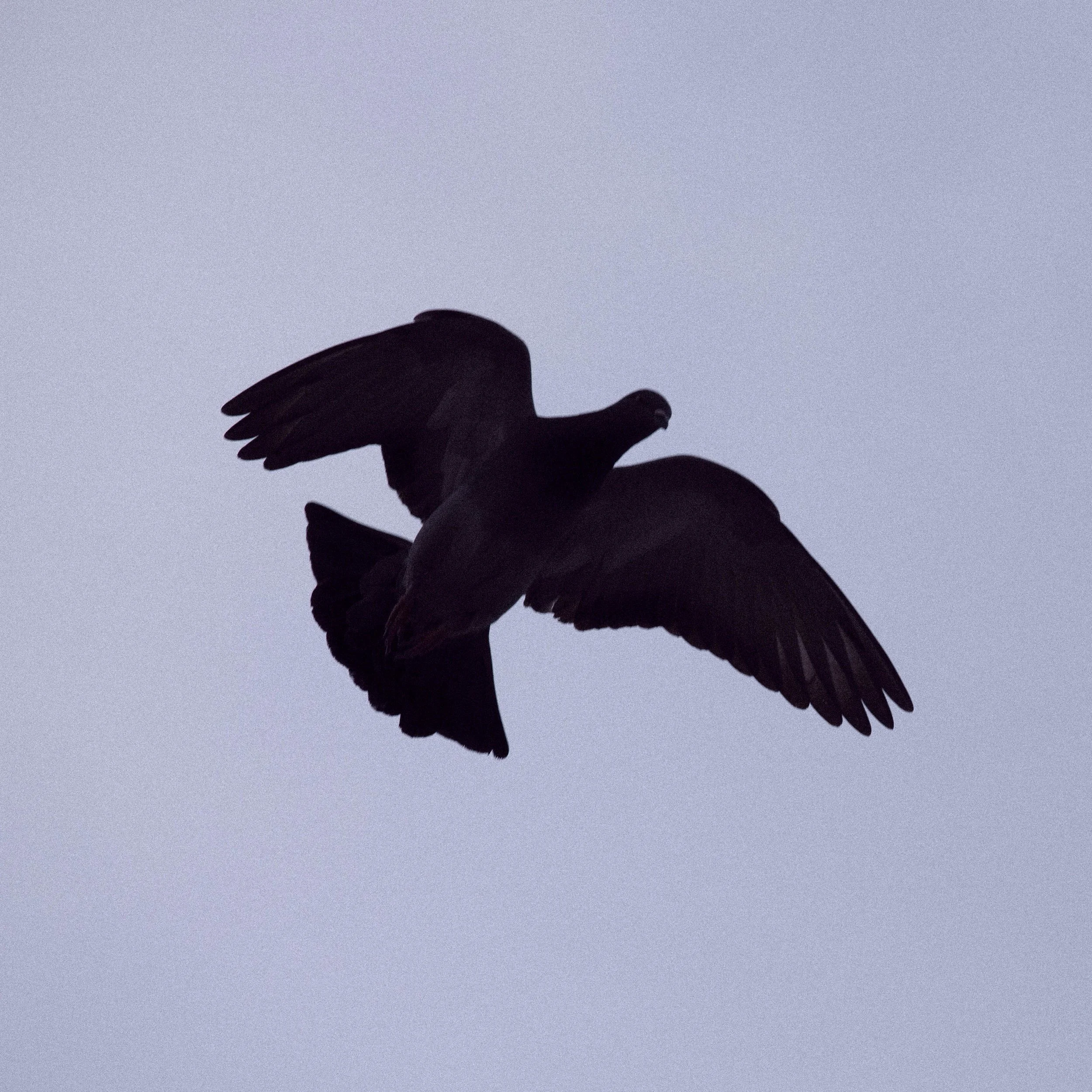 IMG_1886.jpg