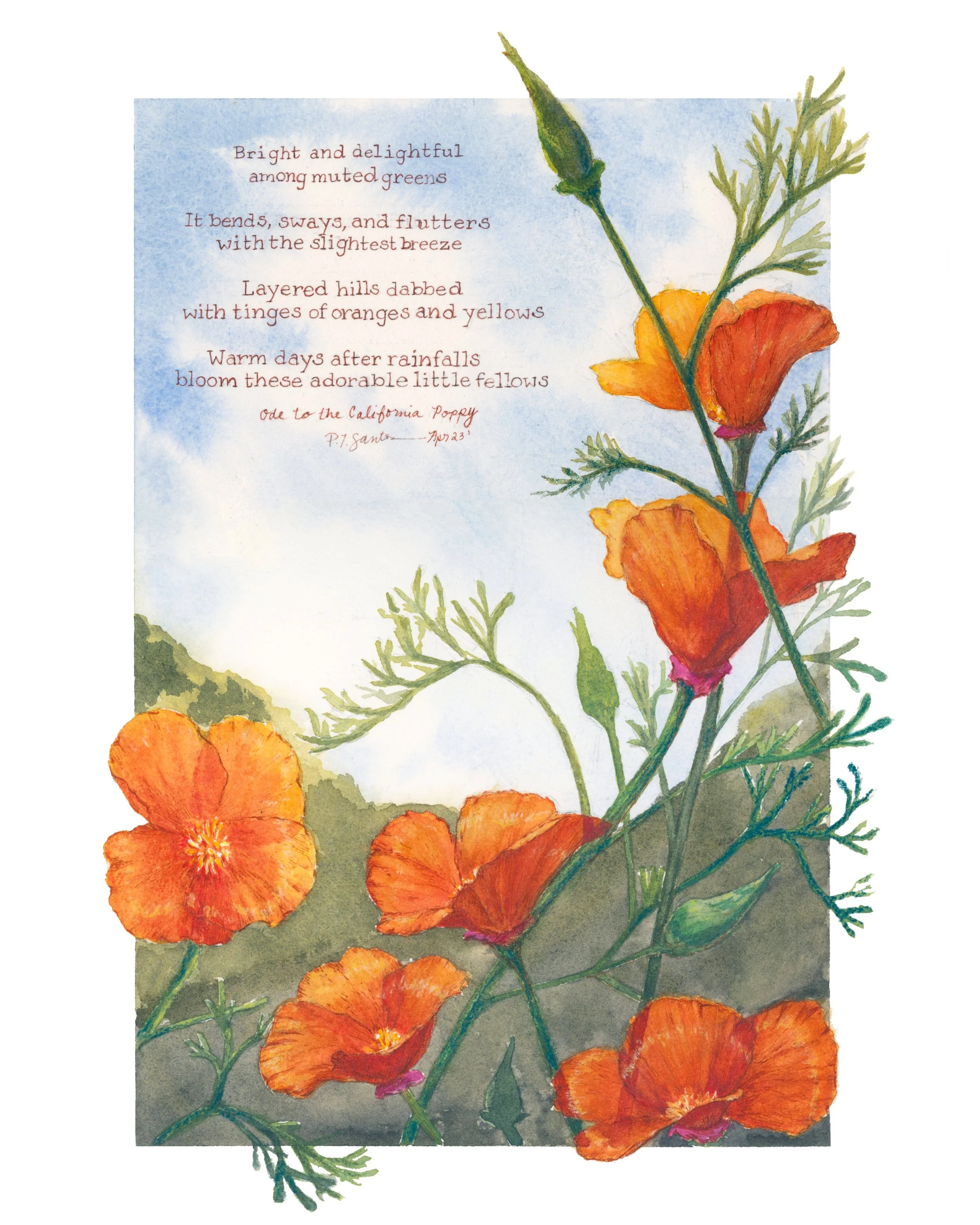 watercolor; california poppy; ink drawing; botanical artwork